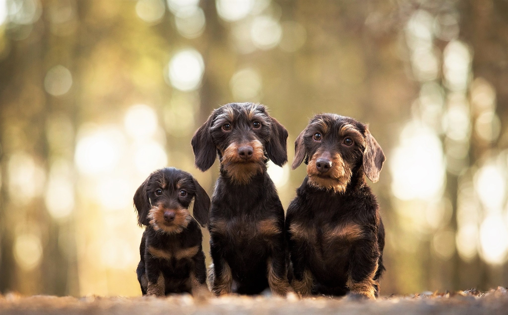 Dachshund Puppies Wallpapers