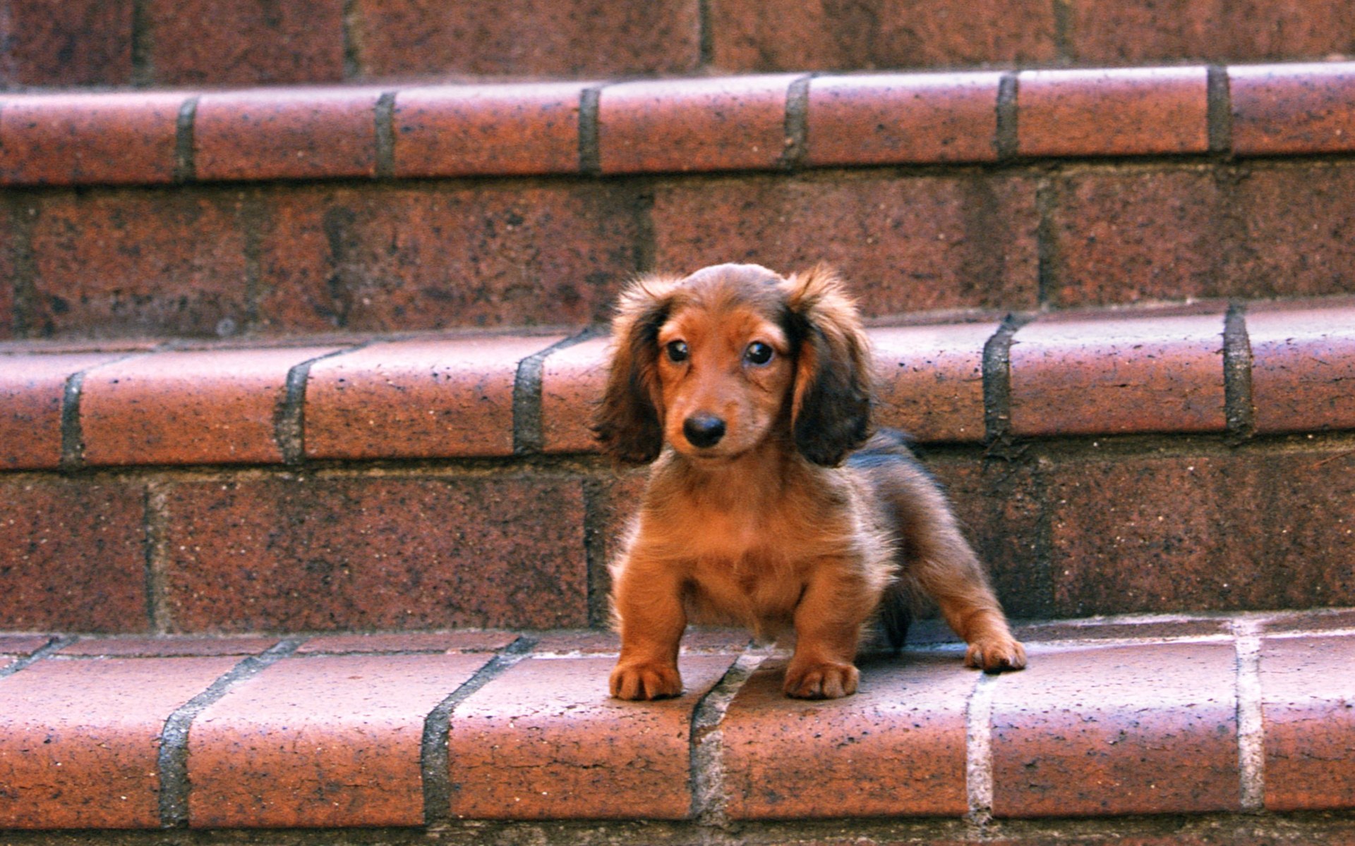 Dachshund Puppies Wallpapers