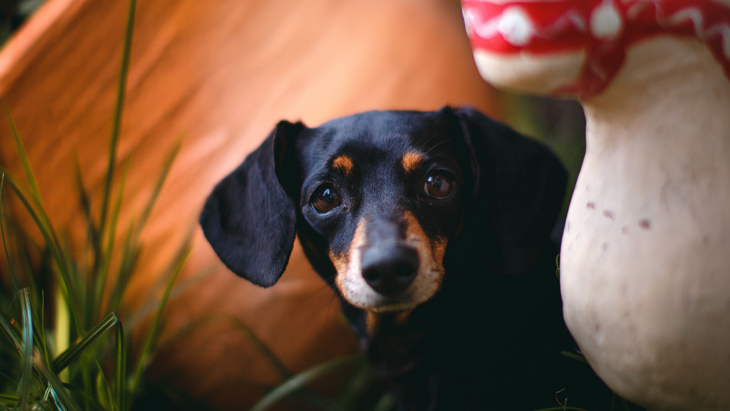 Dachshund Puppies Wallpapers