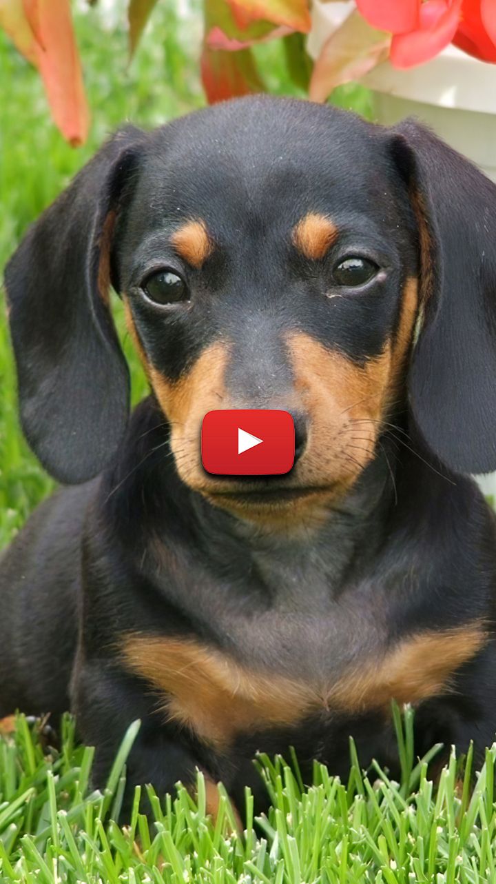 Dachshund Puppies Wallpapers