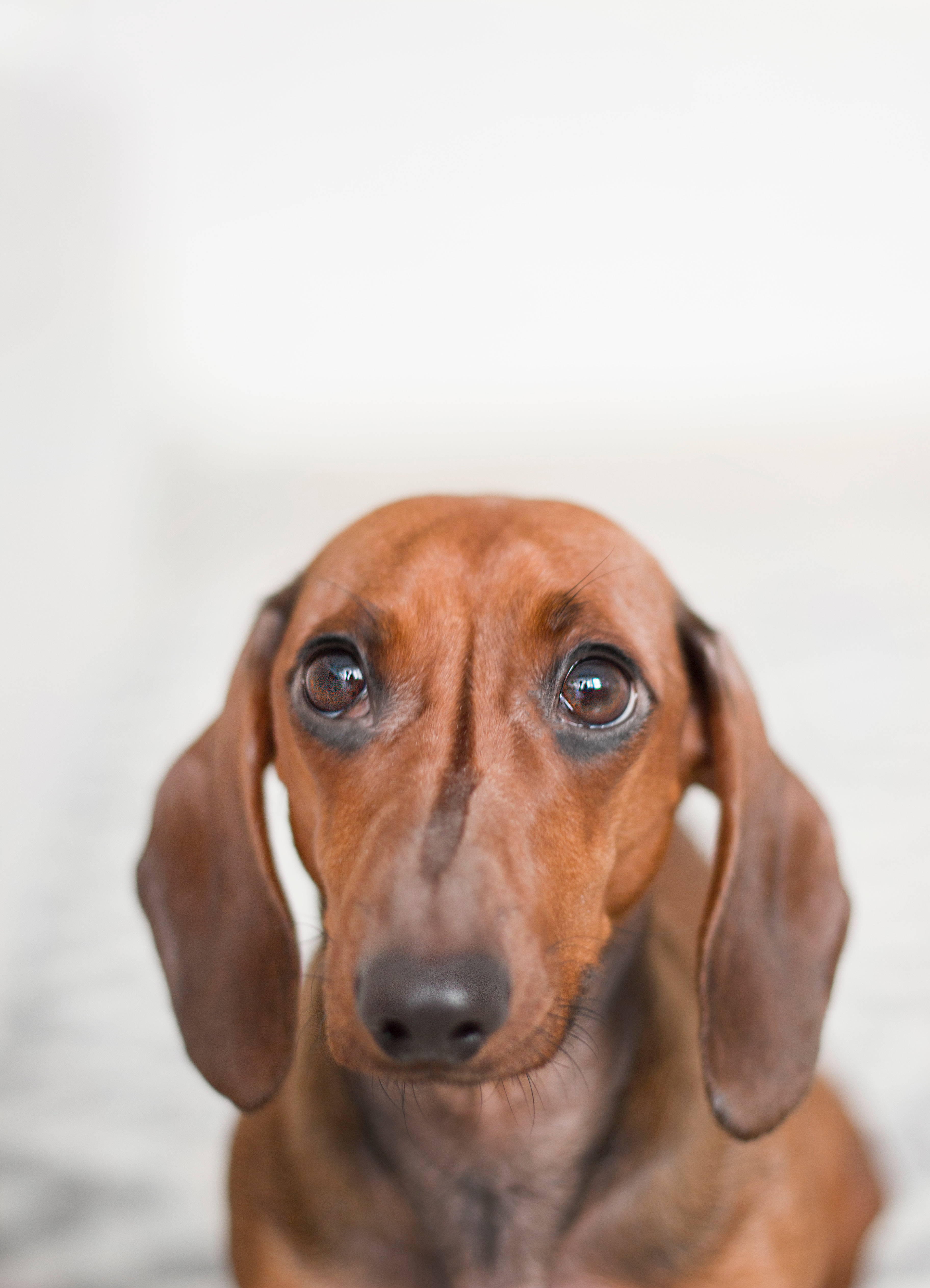 Dachshund Wallpapers