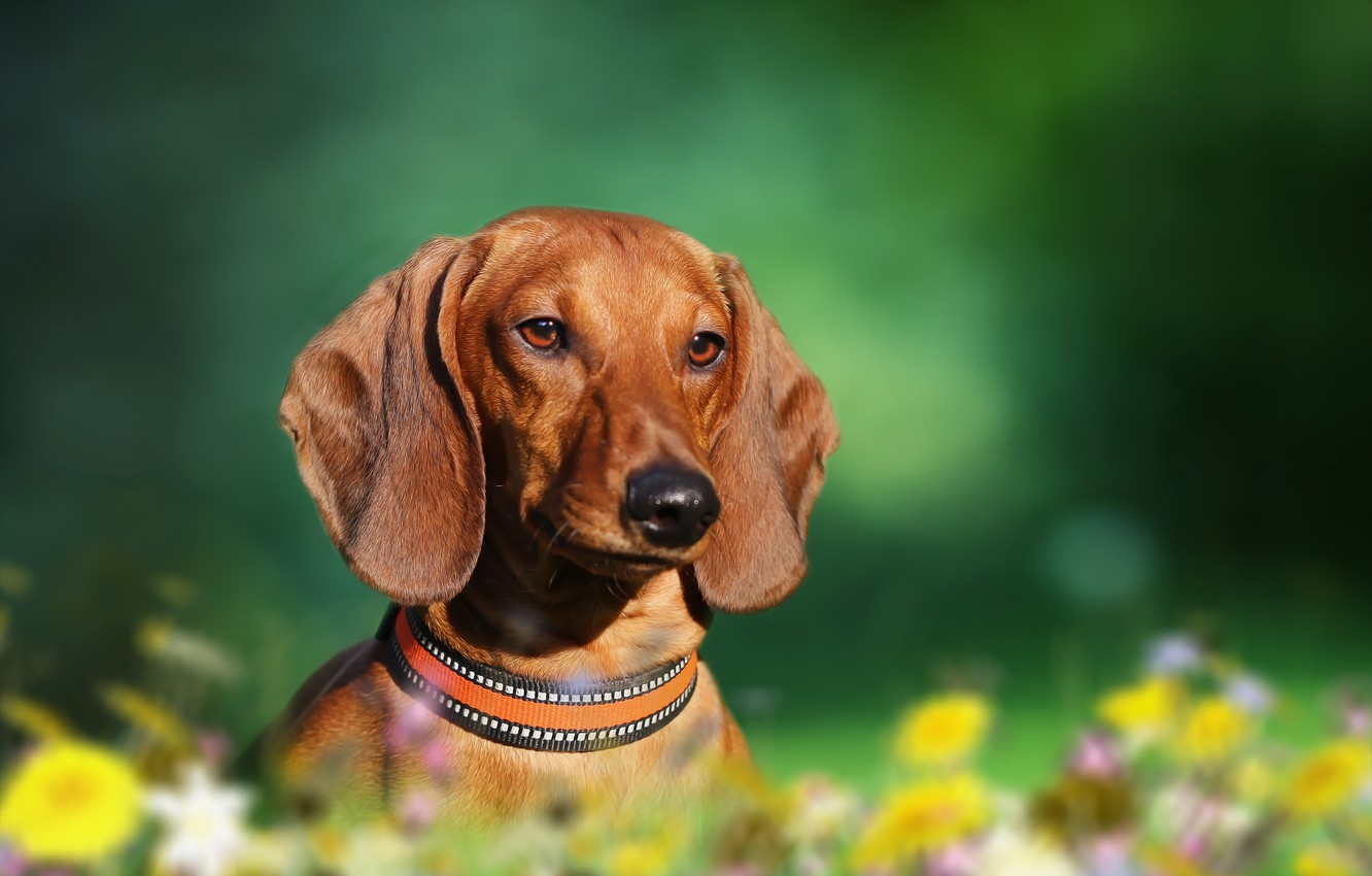 Dachshund Wallpapers