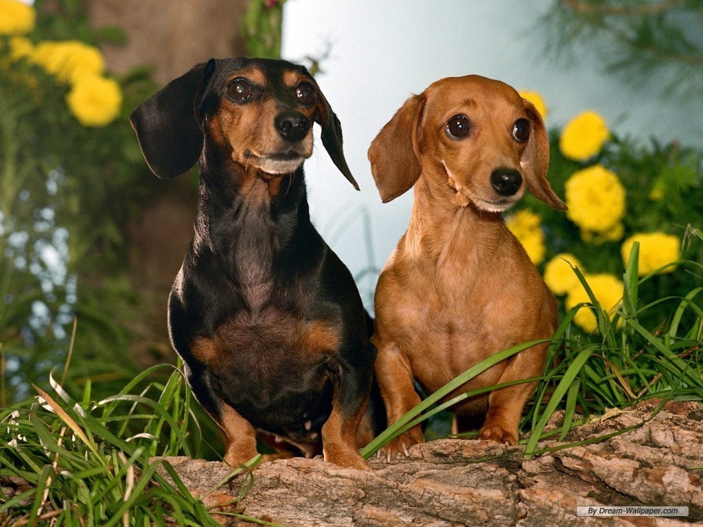 Dachshund Wallpapers