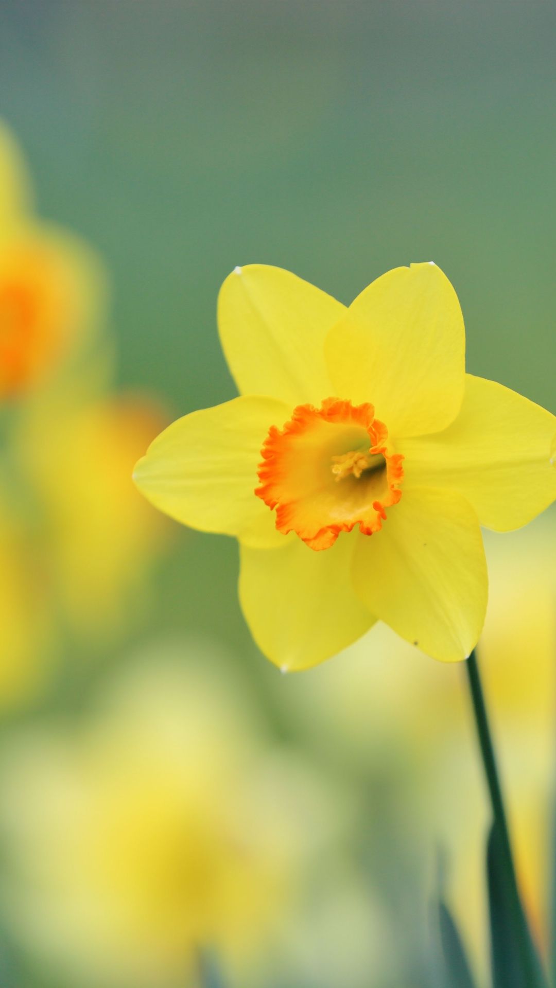 Daffodil Wallpapers