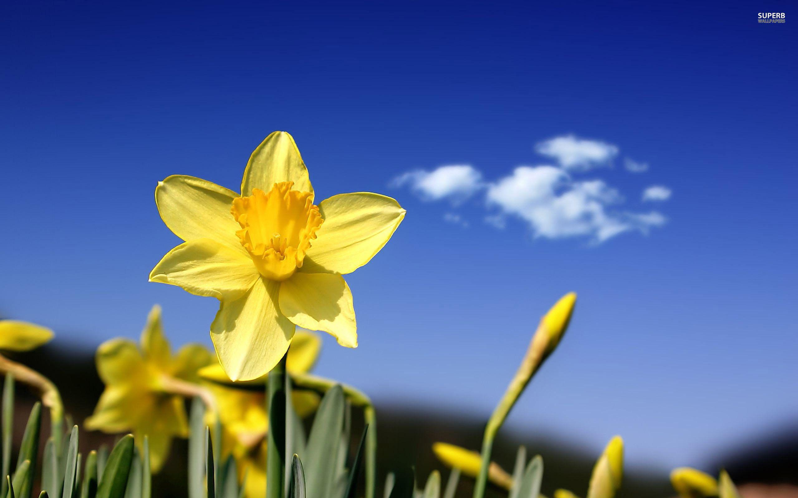 Daffodill Wallpapers