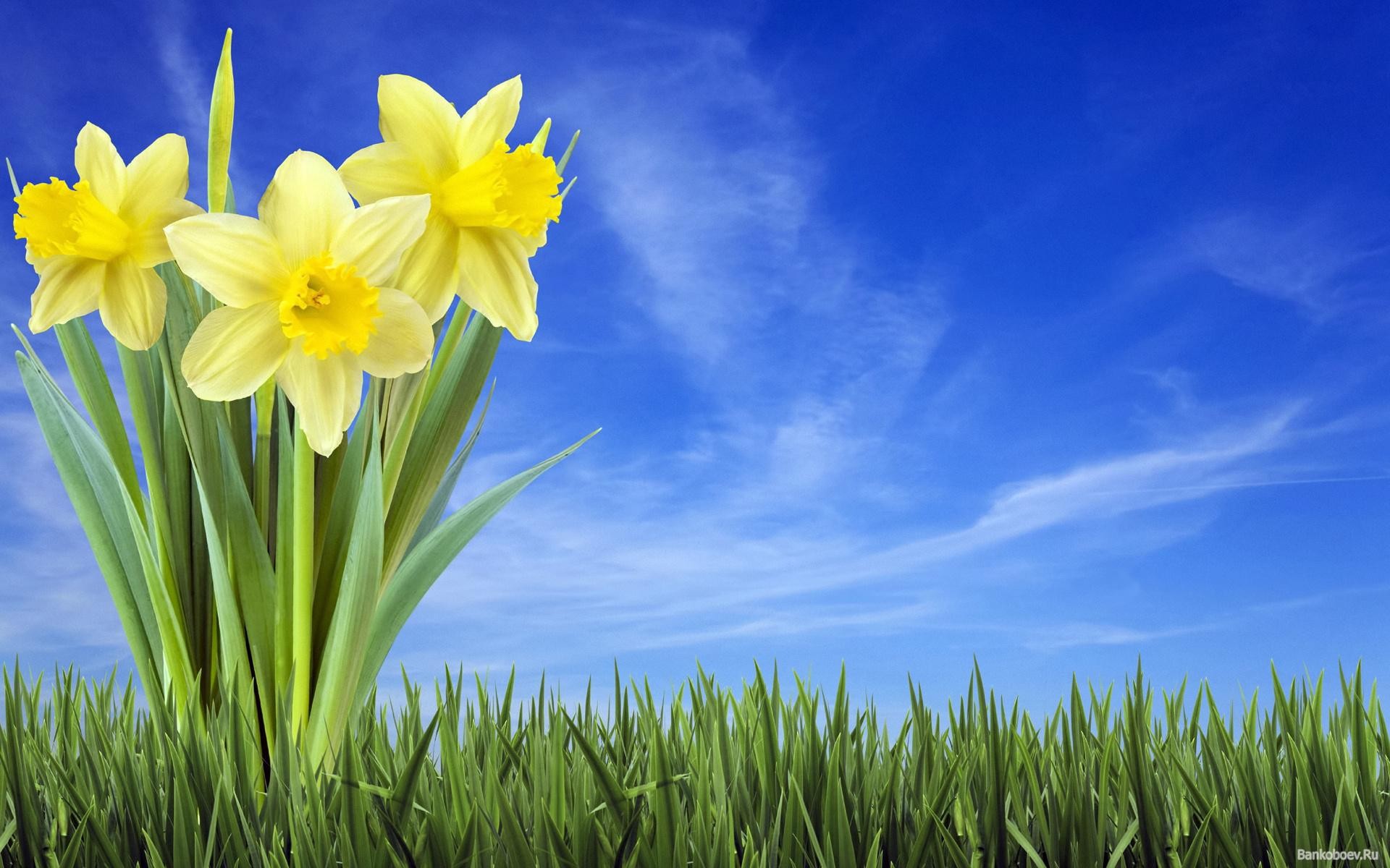 Daffodill Wallpapers