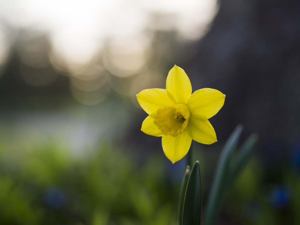 Daffodill Wallpapers