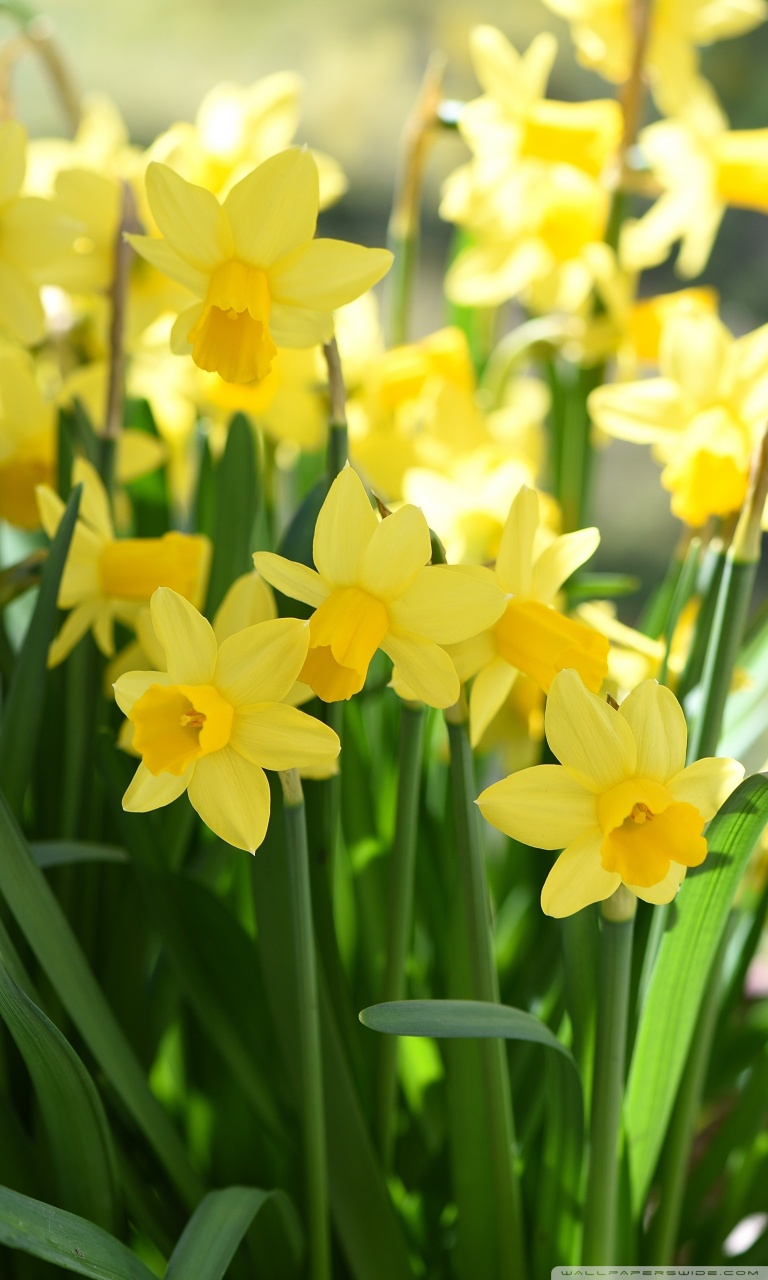 Daffodill Wallpapers