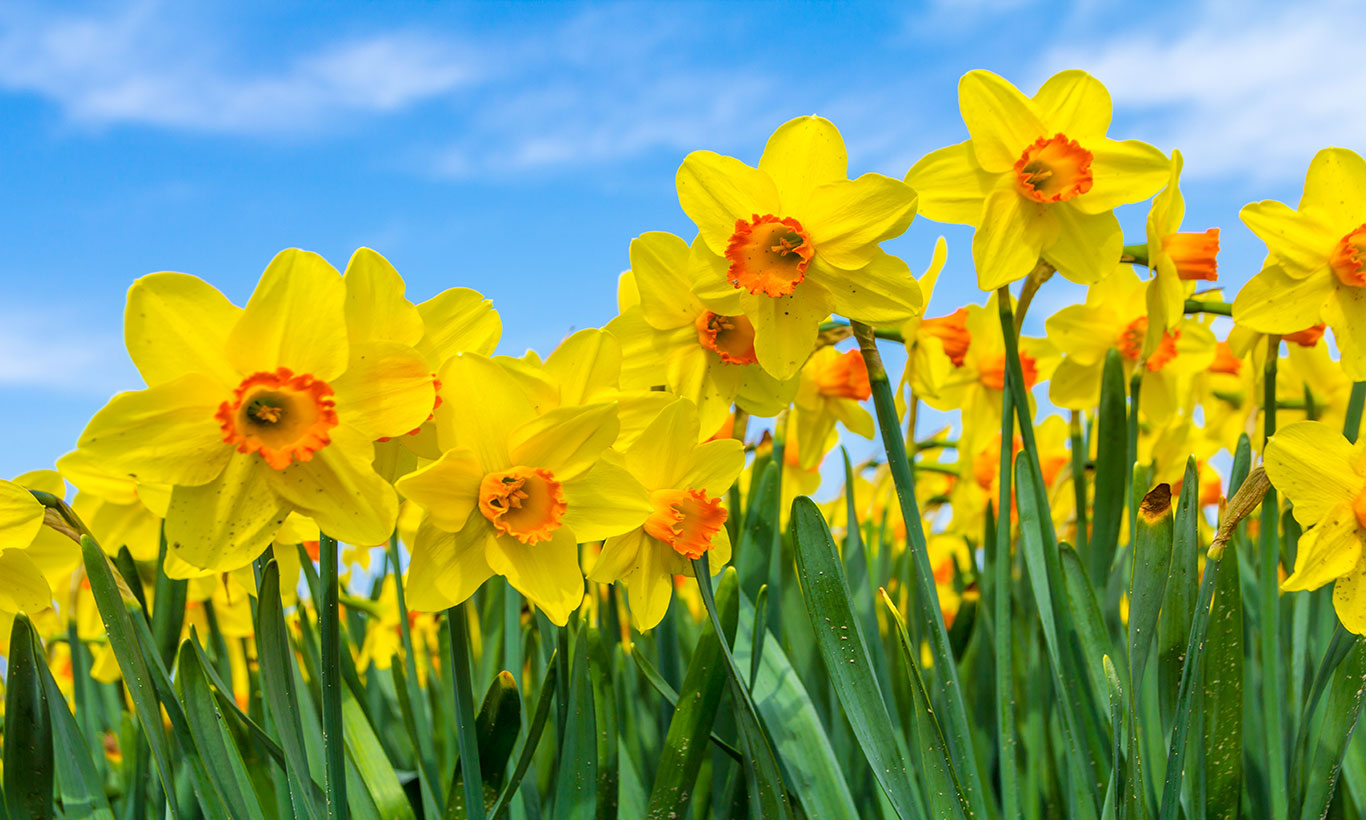 Daffodill Wallpapers