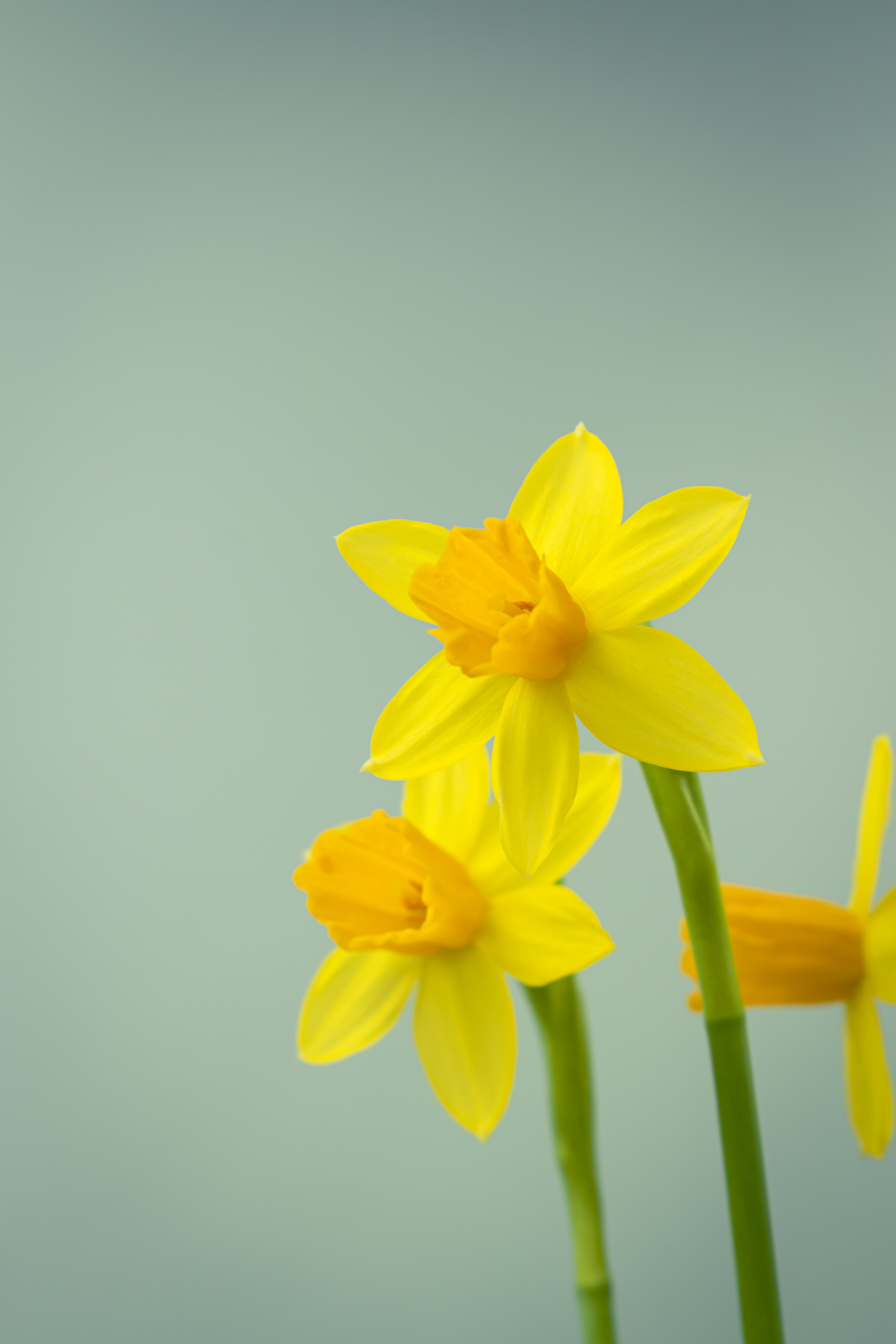 Daffodill Wallpapers