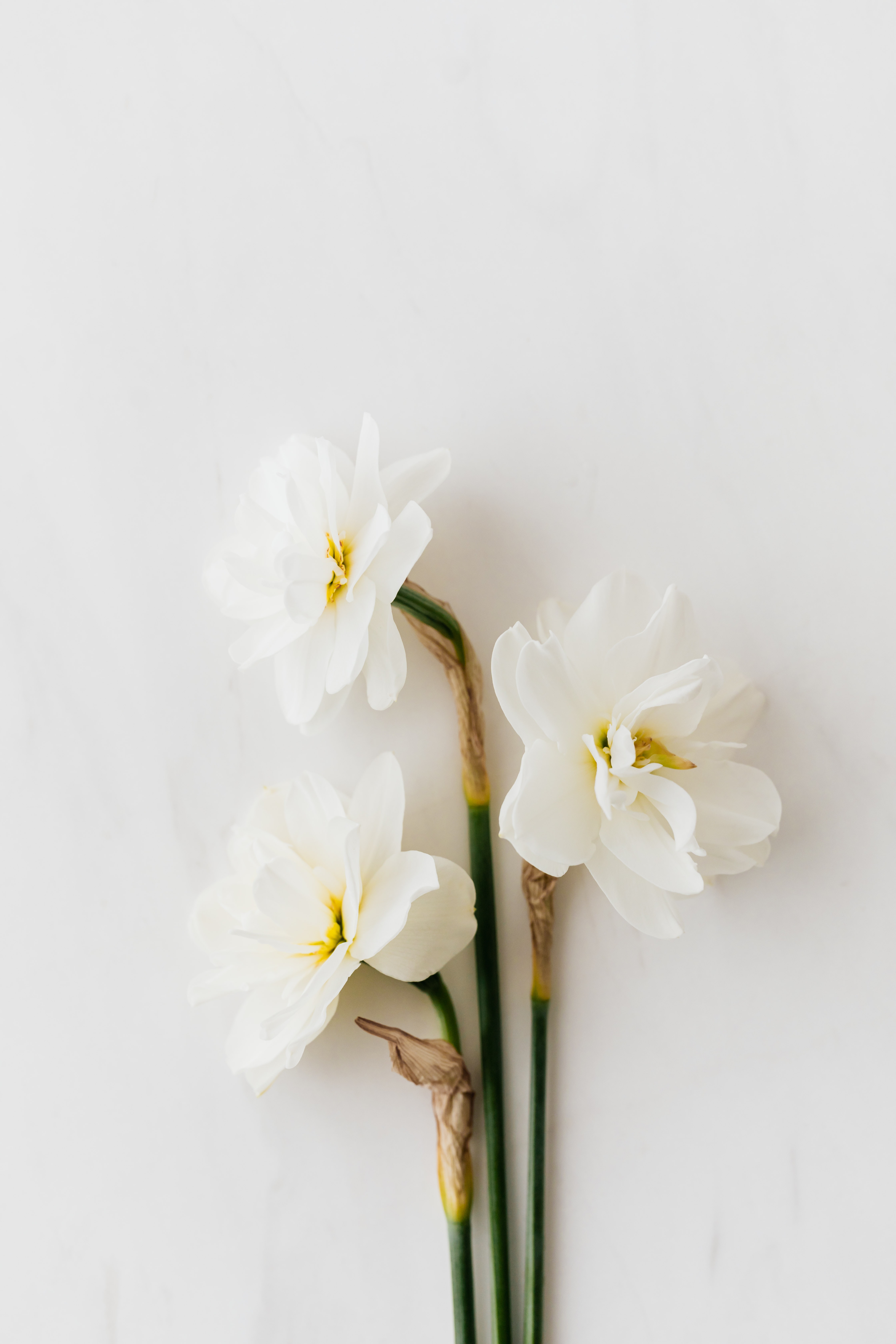 Daffodill Wallpapers