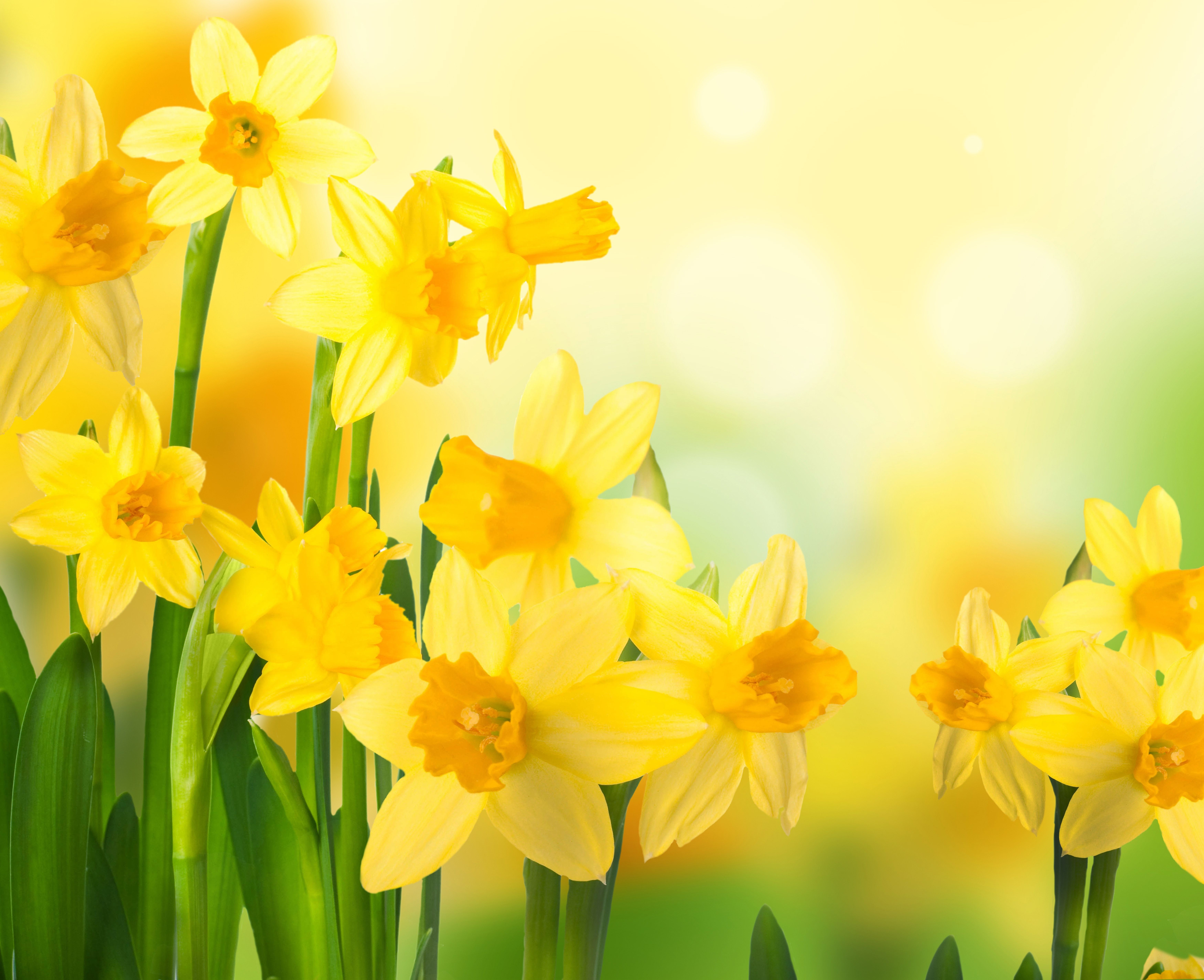 Daffodils Backgrounds