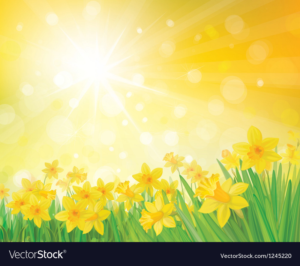 Daffodils Backgrounds