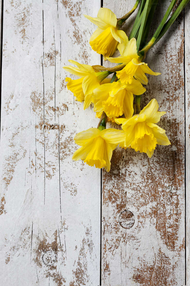 Daffodils Backgrounds