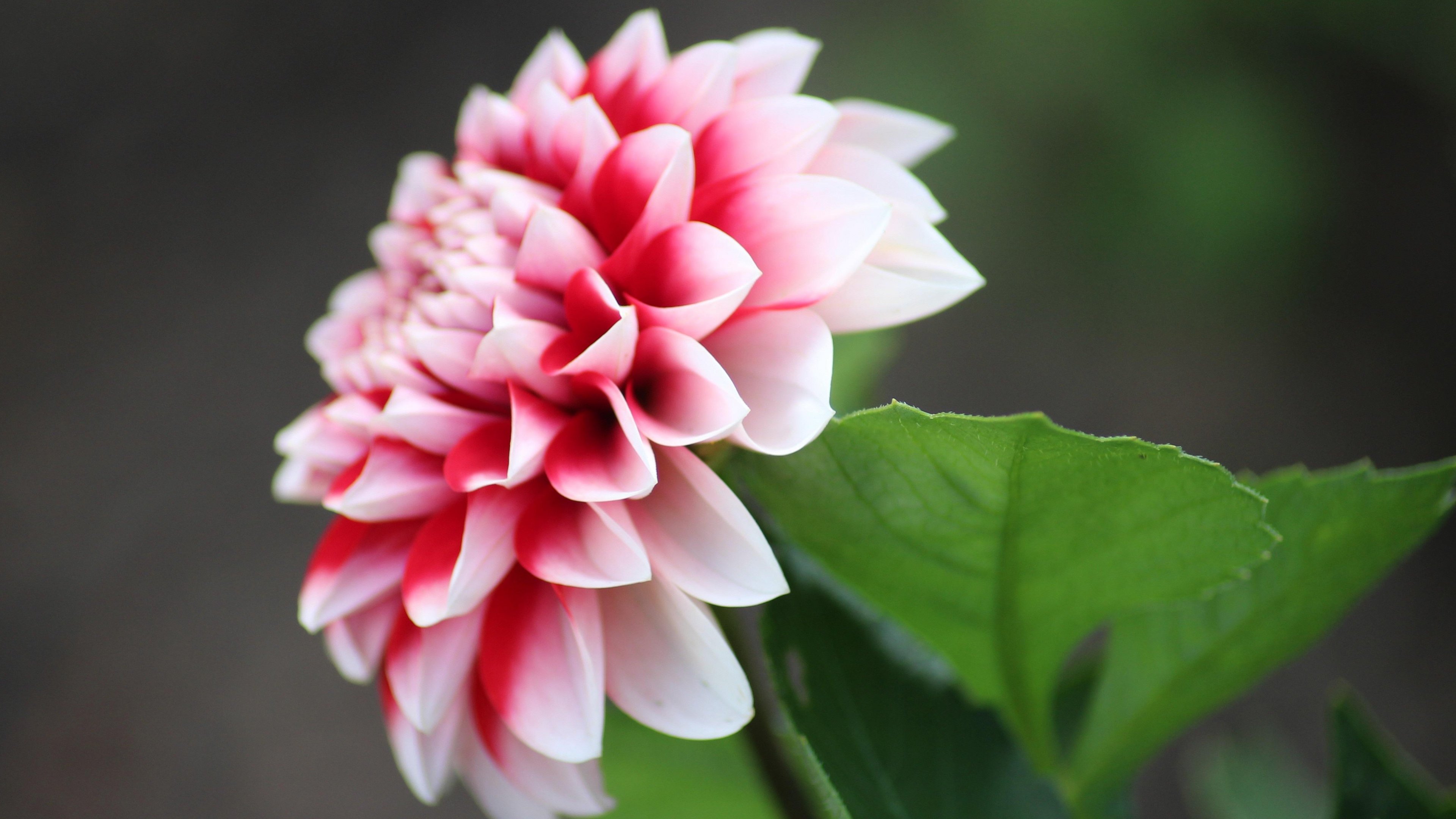 Dahlia Flower Background