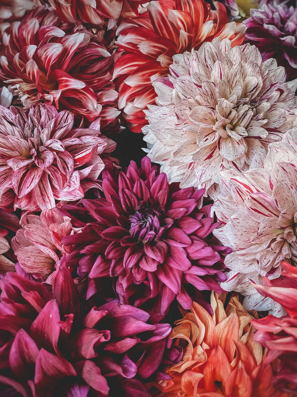 Dahlia Flower Background