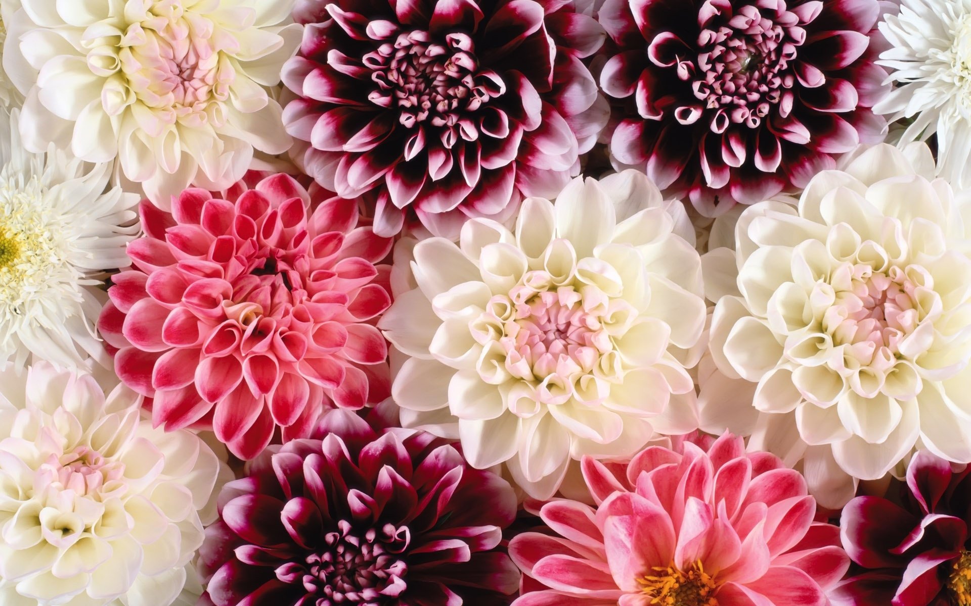 Dahlia Flower Background