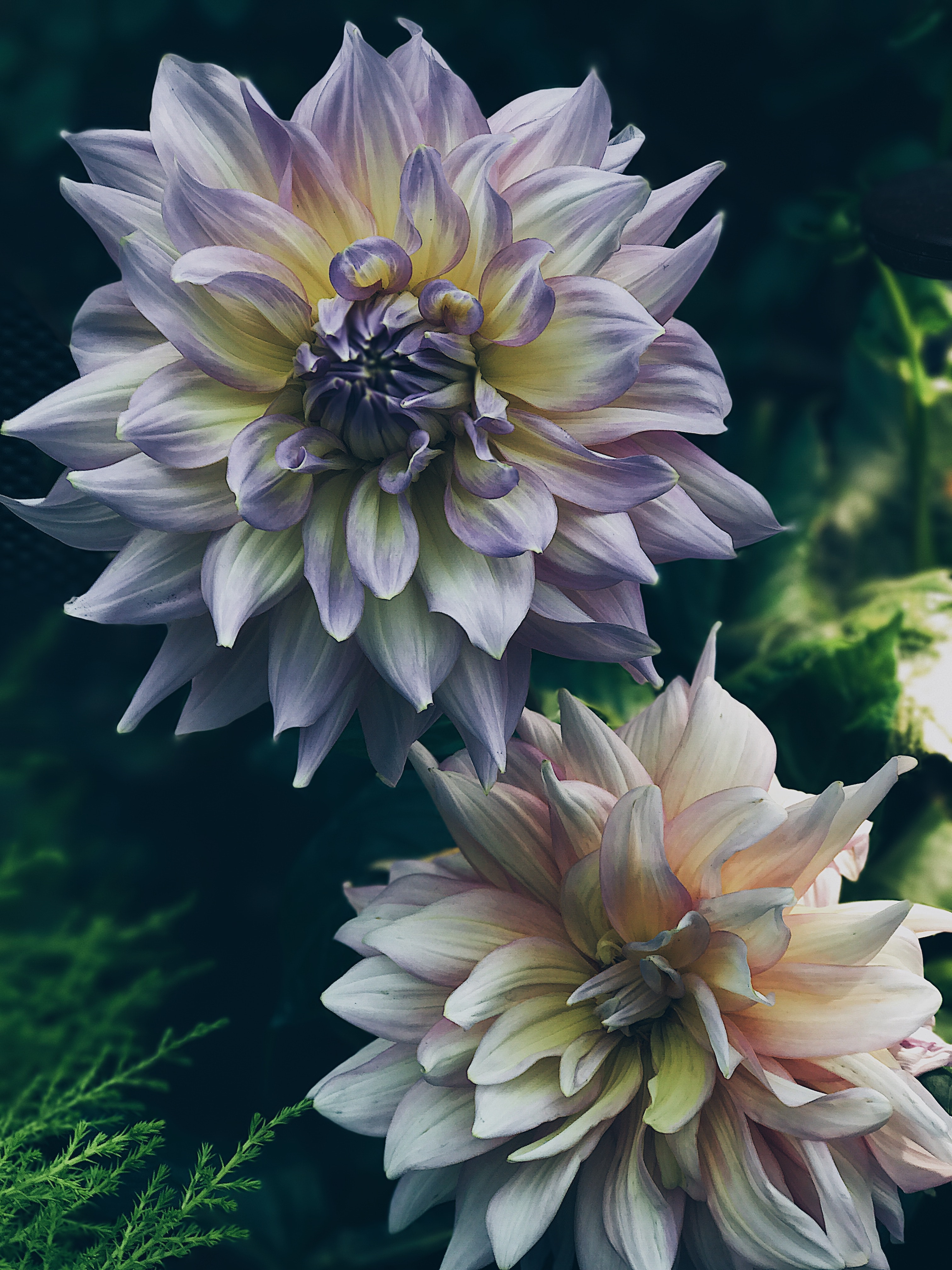 Dahlia Flower Background