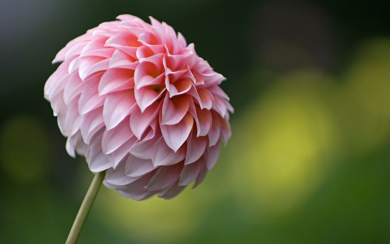 Dahlia Flower Background