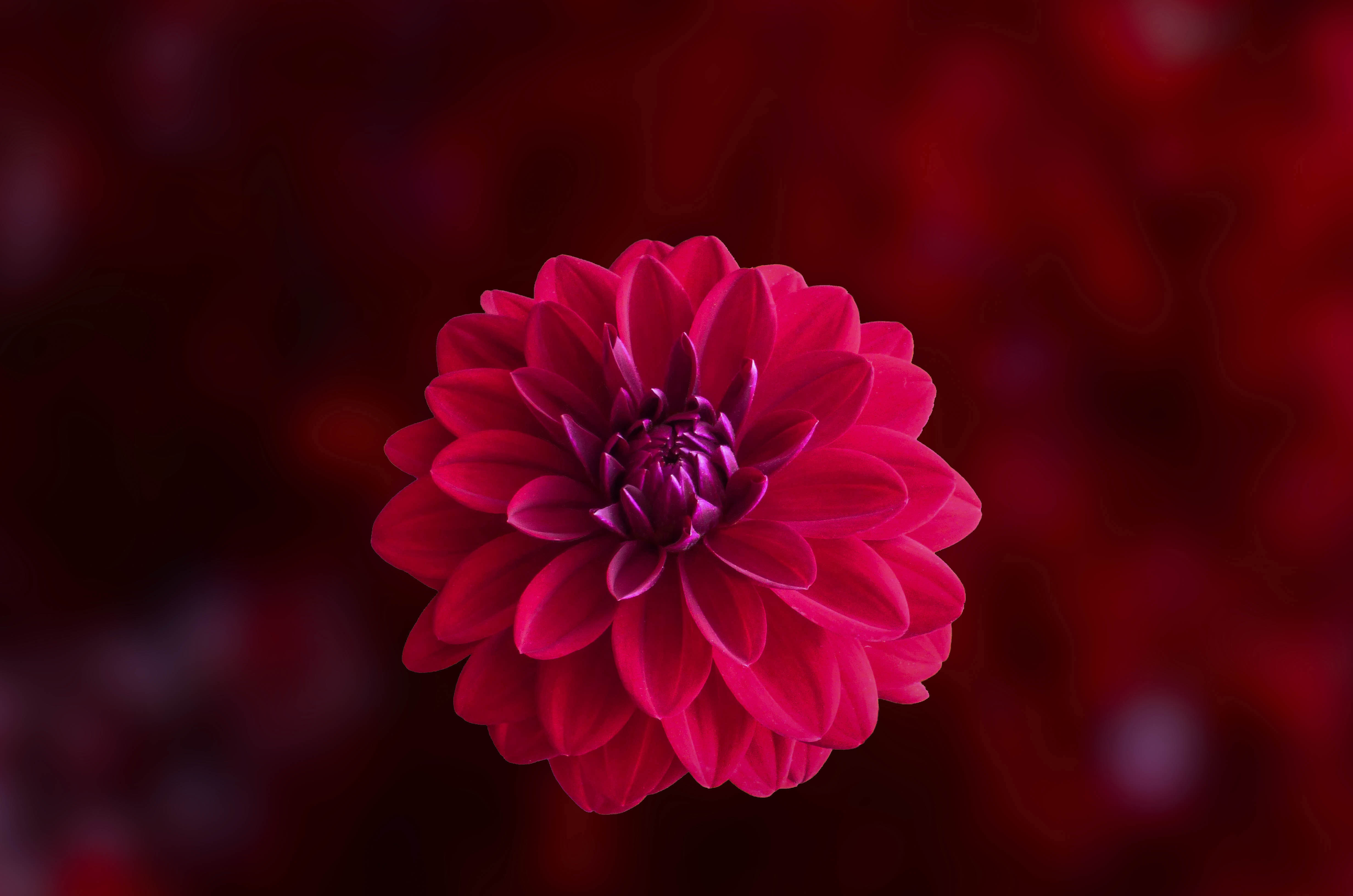 Dahlia Wallpapers