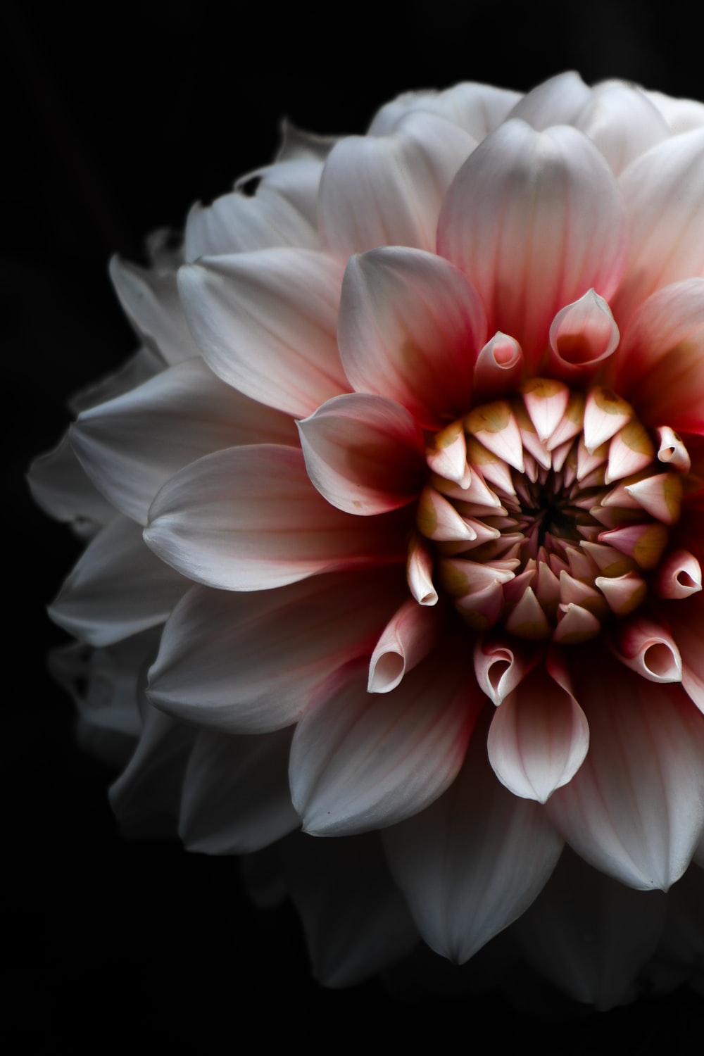 Dahlia Wallpapers