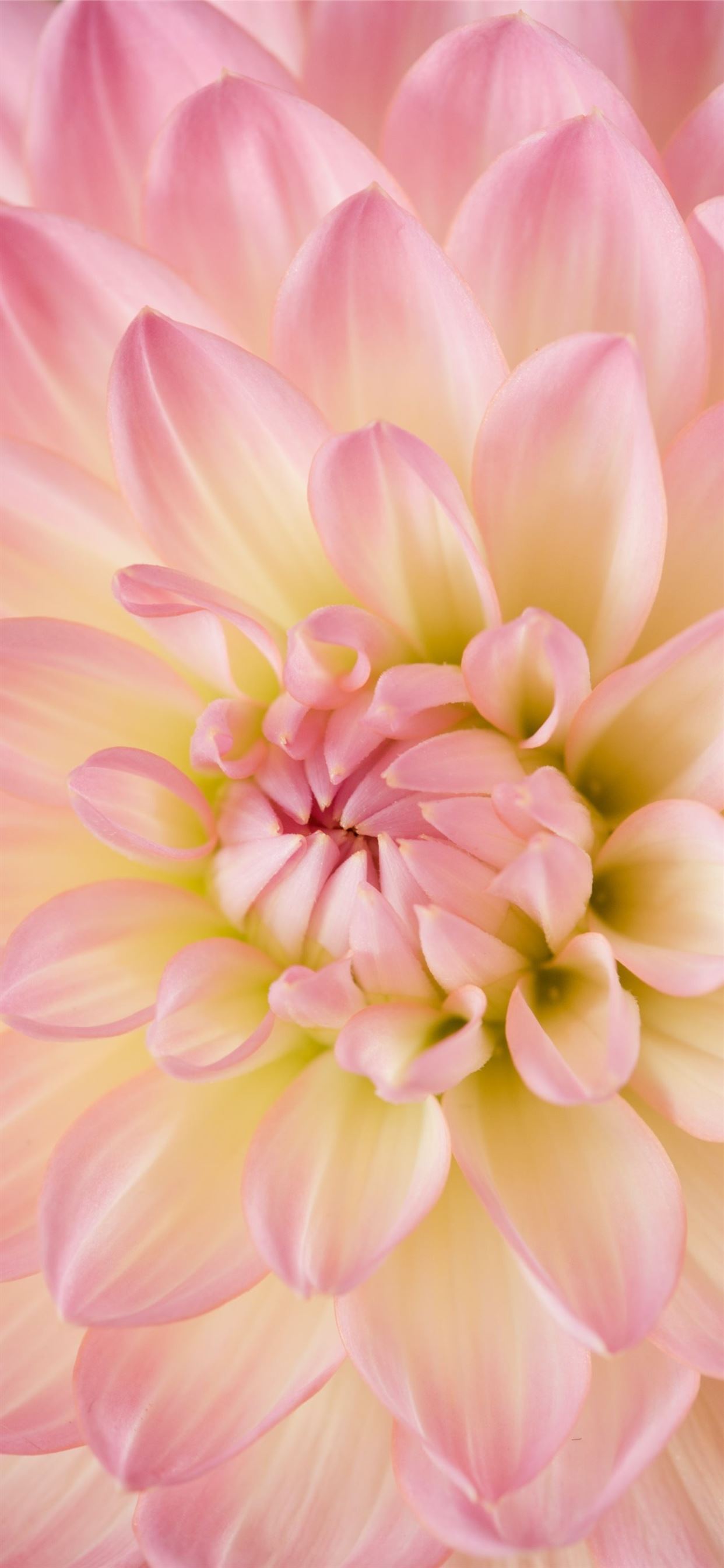 Dahlia Wallpapers