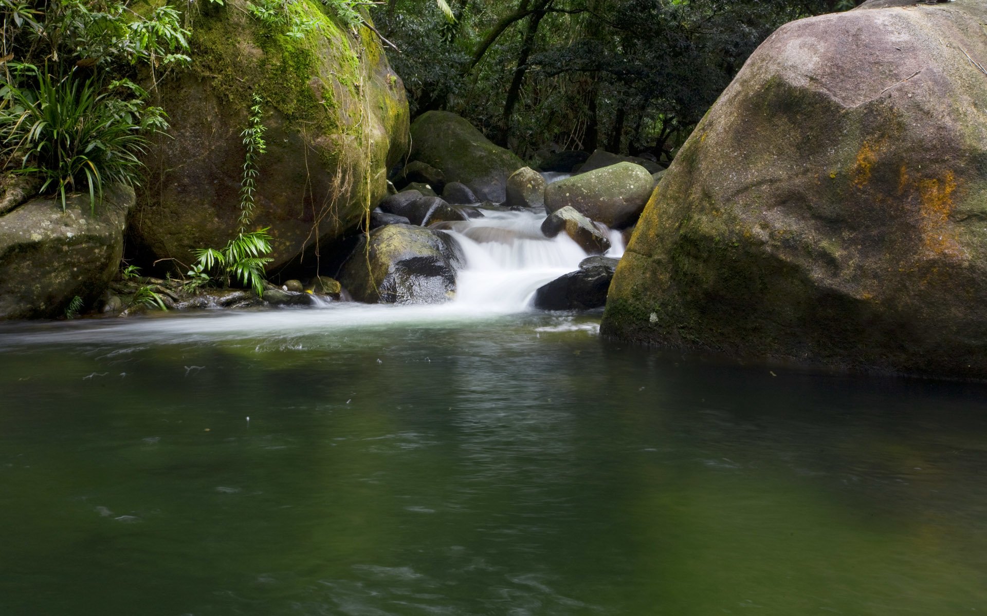 Daintree Rainforest Wallpapers