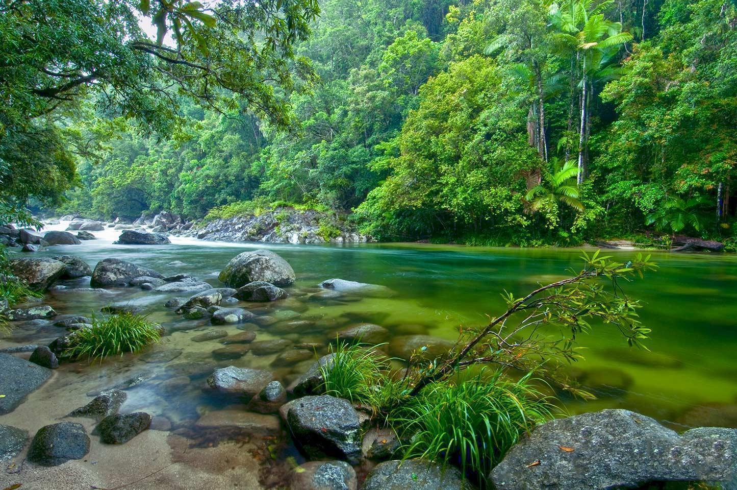 Daintree Rainforest Wallpapers