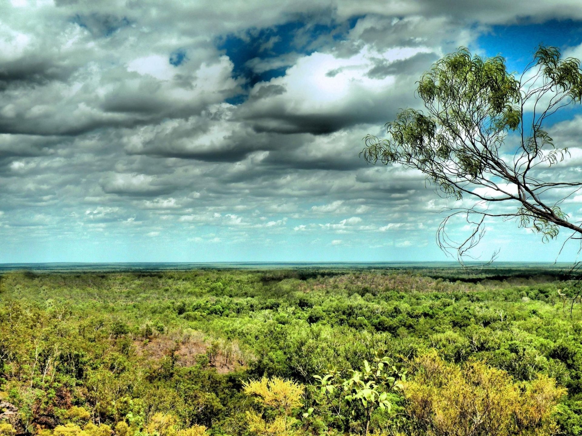 Daintree Rainforest Wallpapers