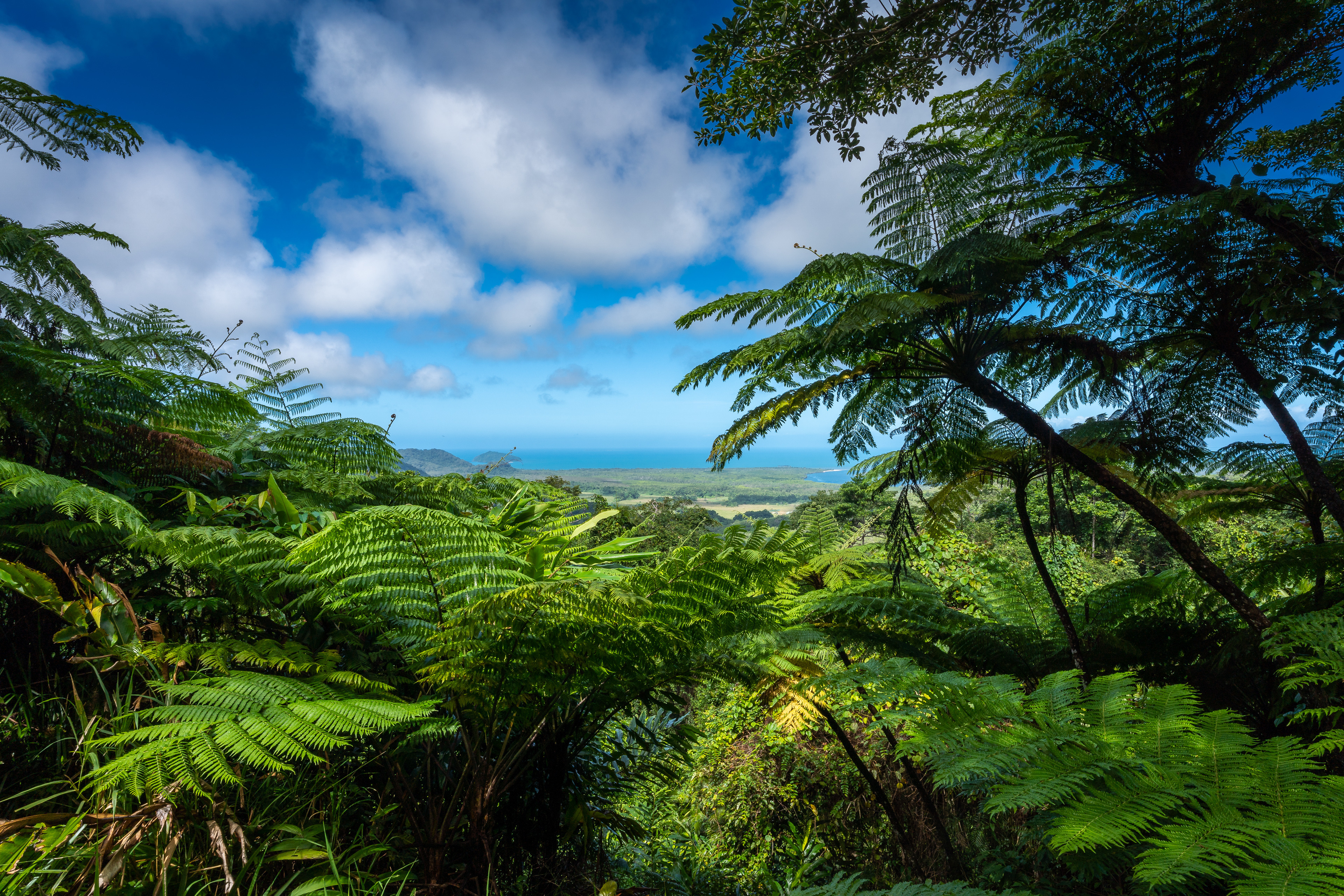 Daintree Rainforest Wallpapers