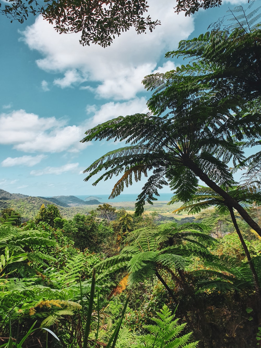 Daintree Rainforest Wallpapers