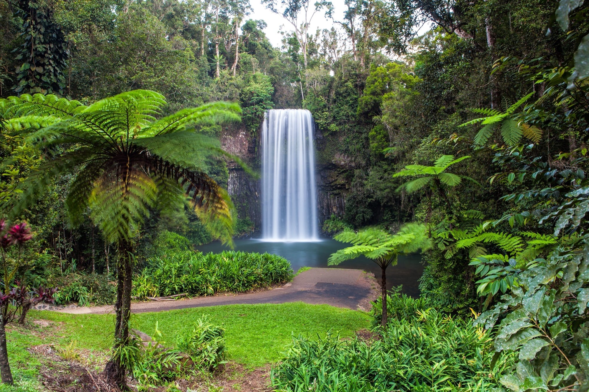 Daintree Rainforest Wallpapers