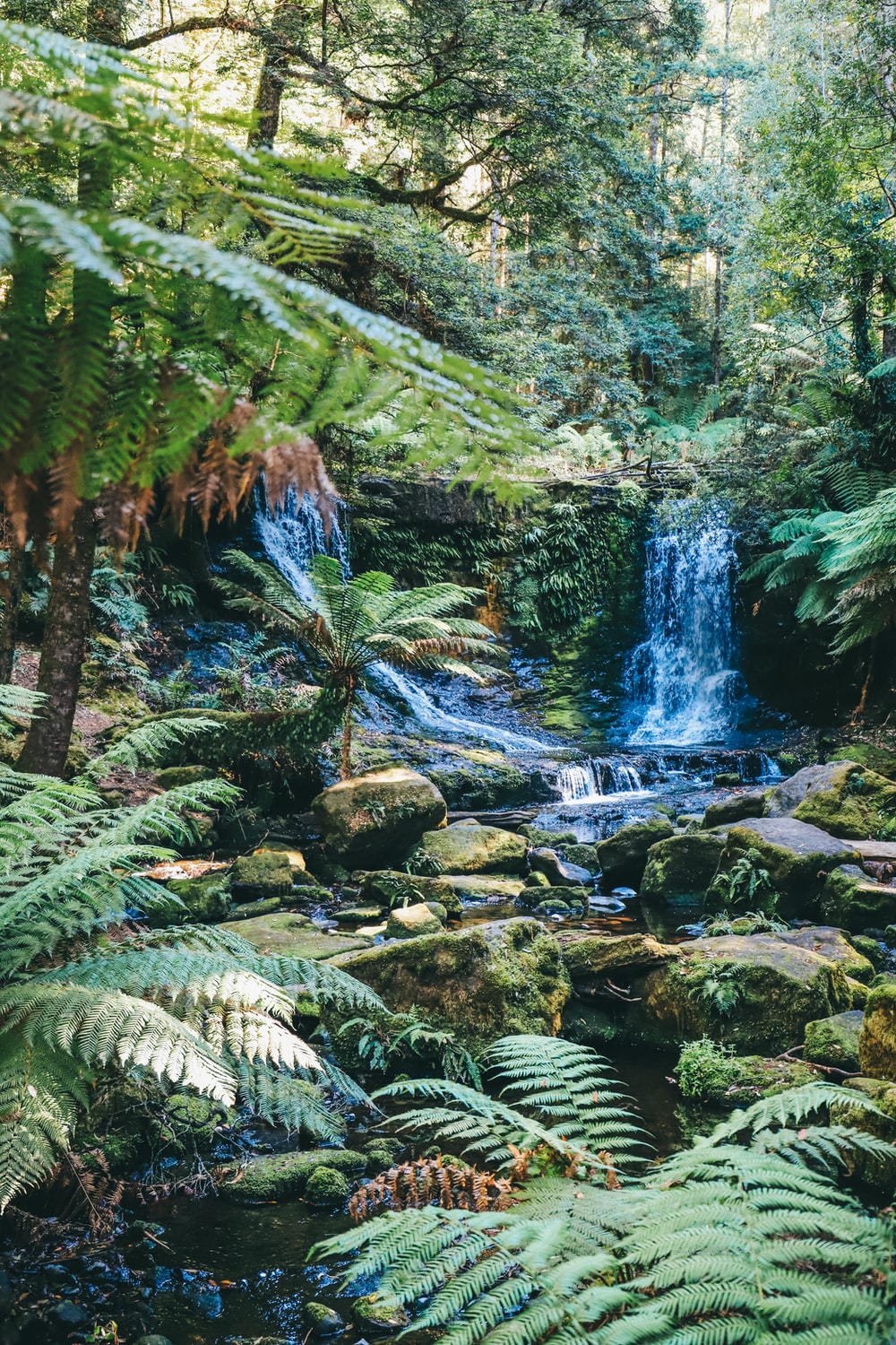 Daintree Rainforest Wallpapers