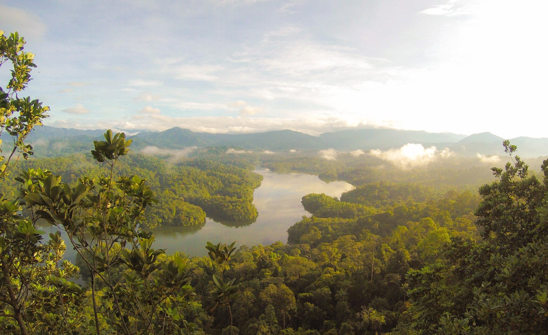 Daintree Rainforest Wallpapers