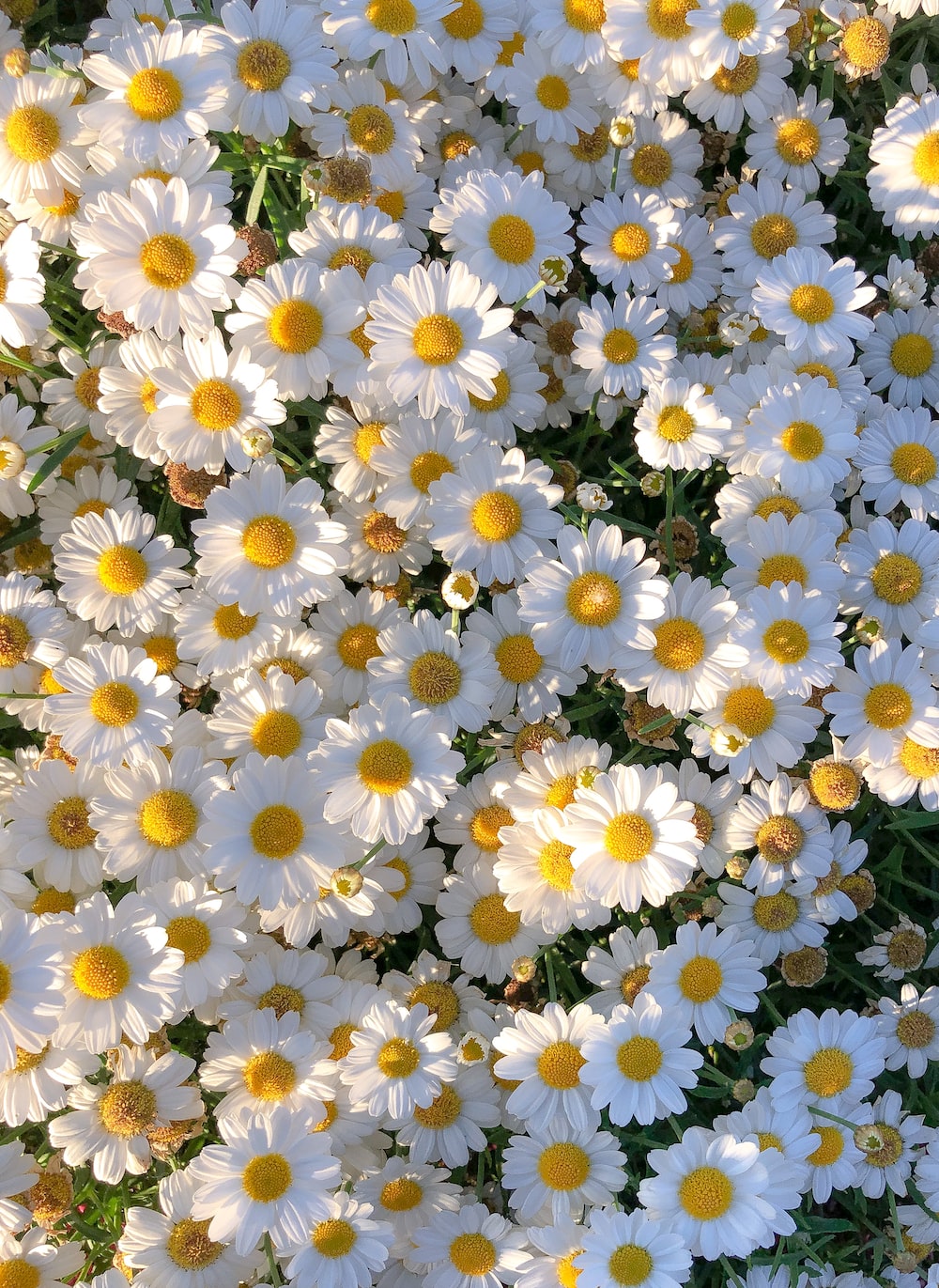 Daisies Wallpapers