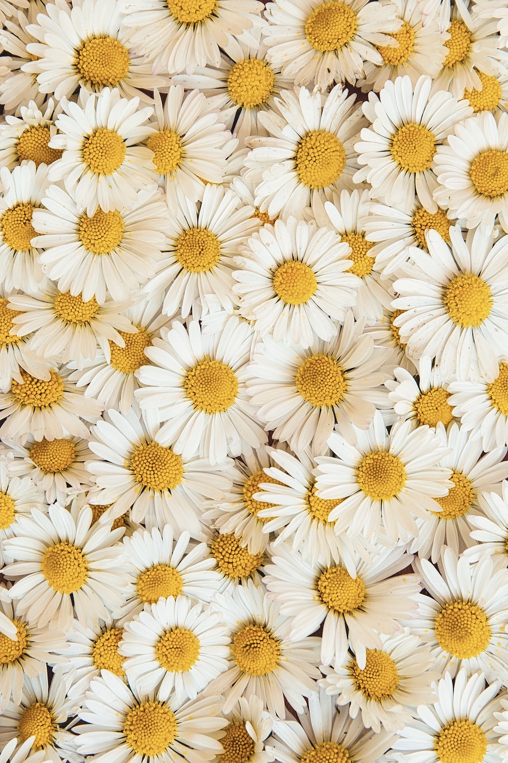 Daisies Wallpapers