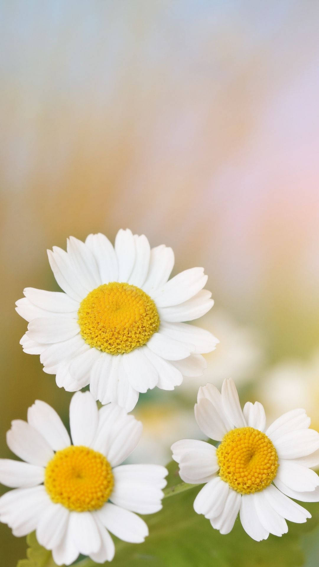 Daisies Wallpapers