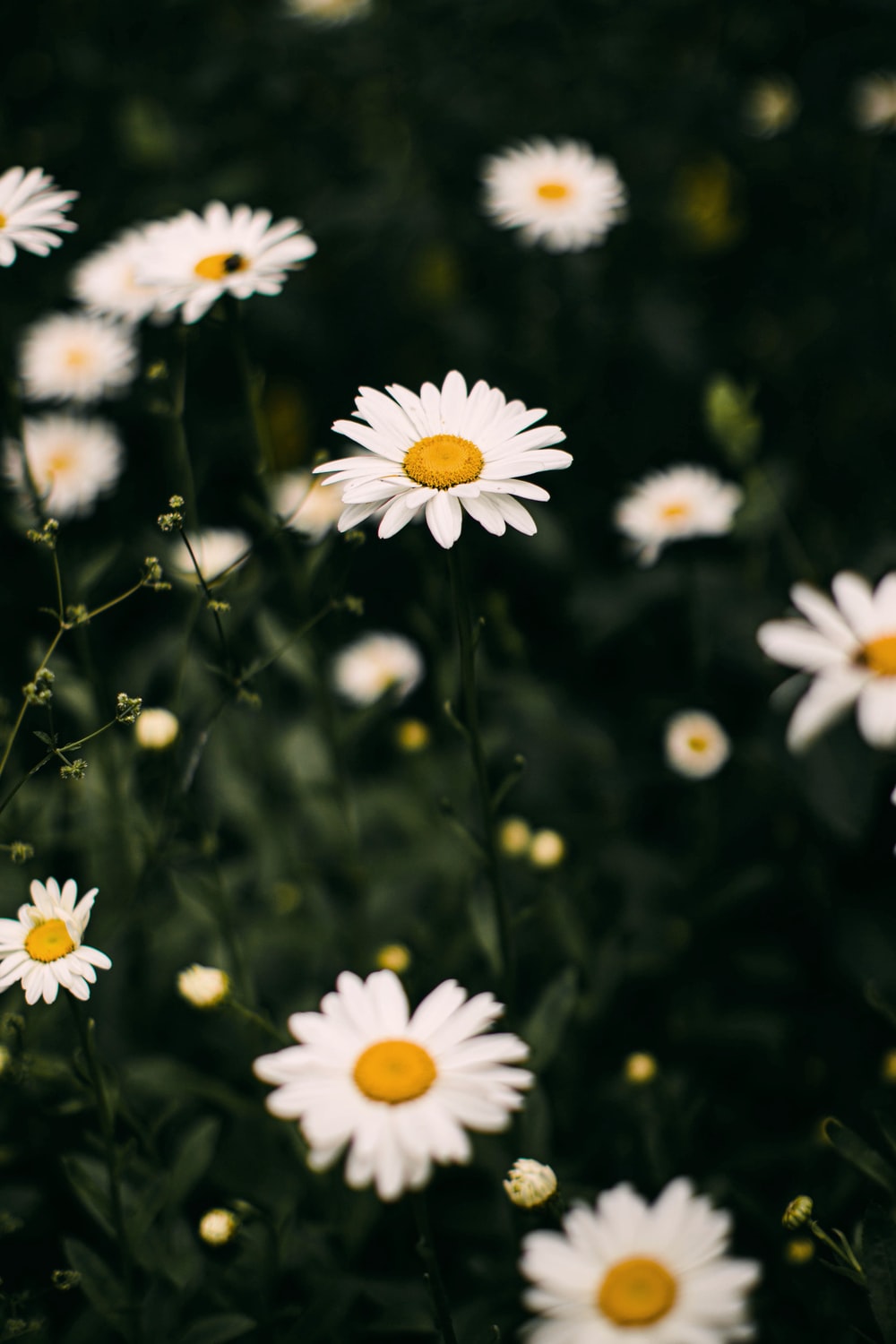 Daisies Wallpapers