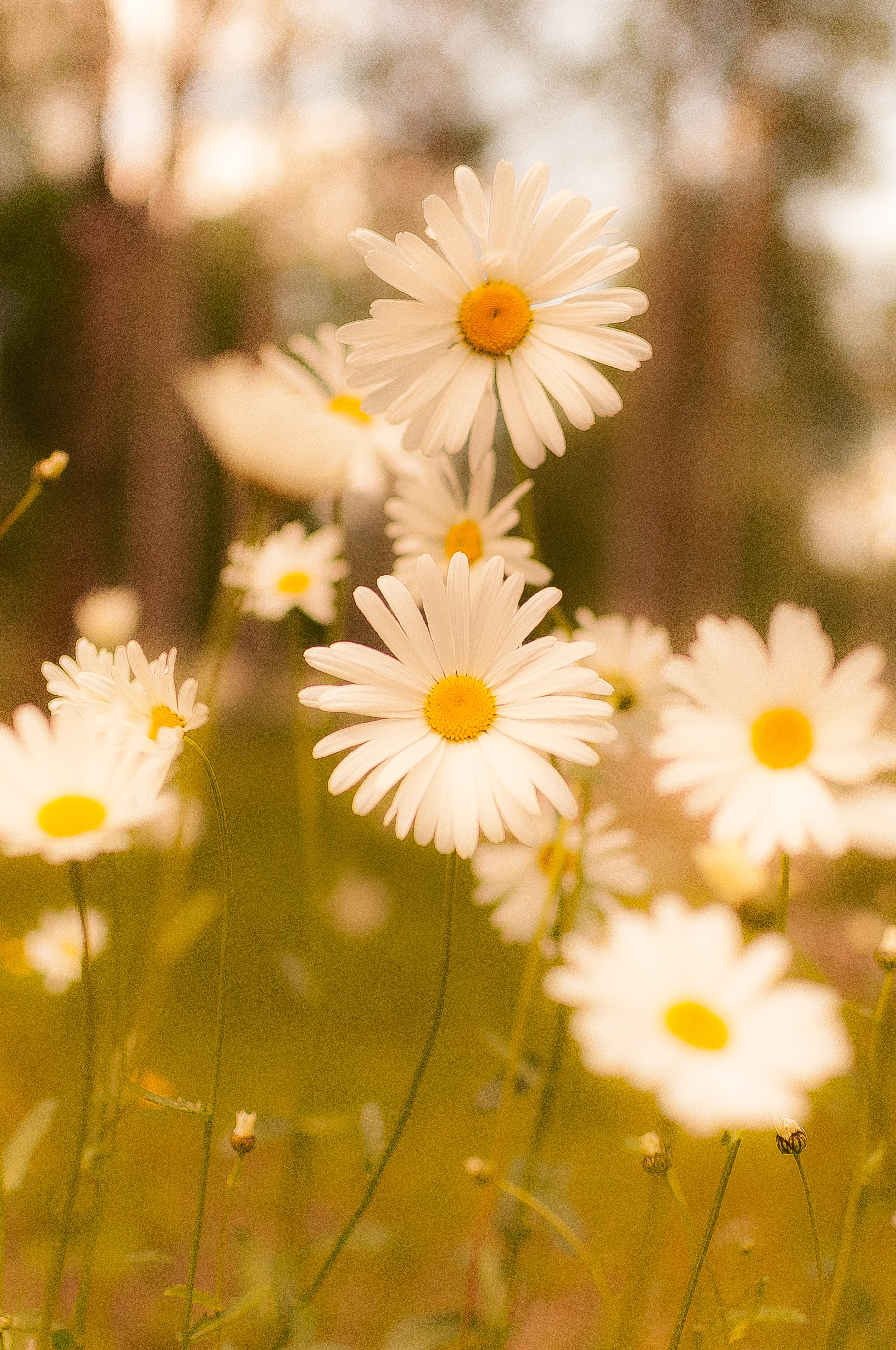 Daisies Wallpapers