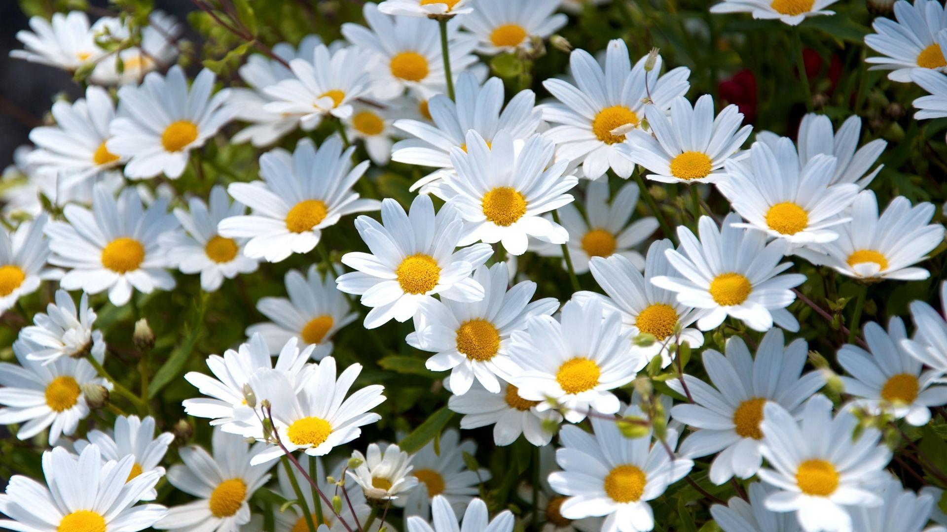 Daisies Wallpapers