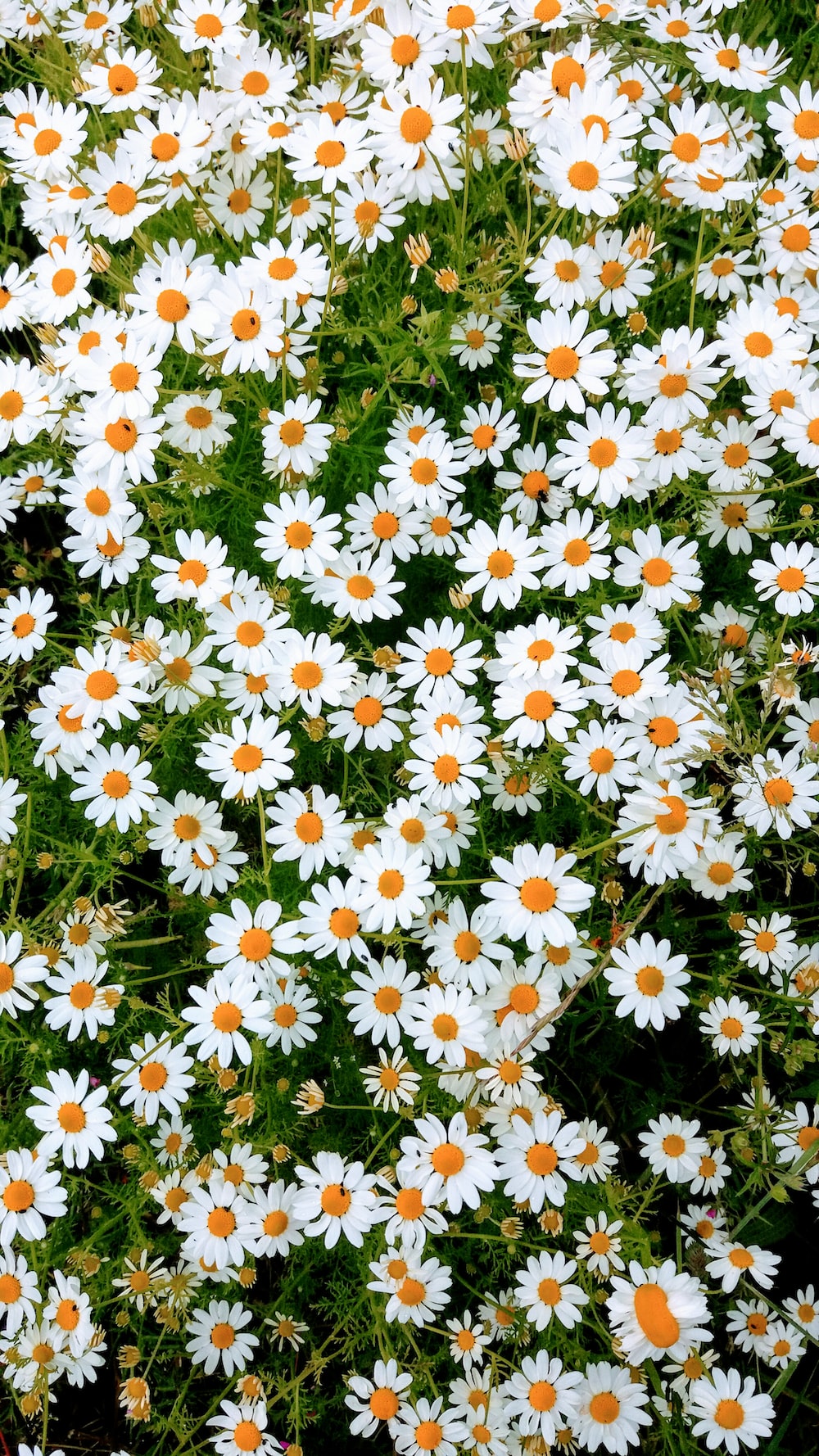 Daisies Wallpapers