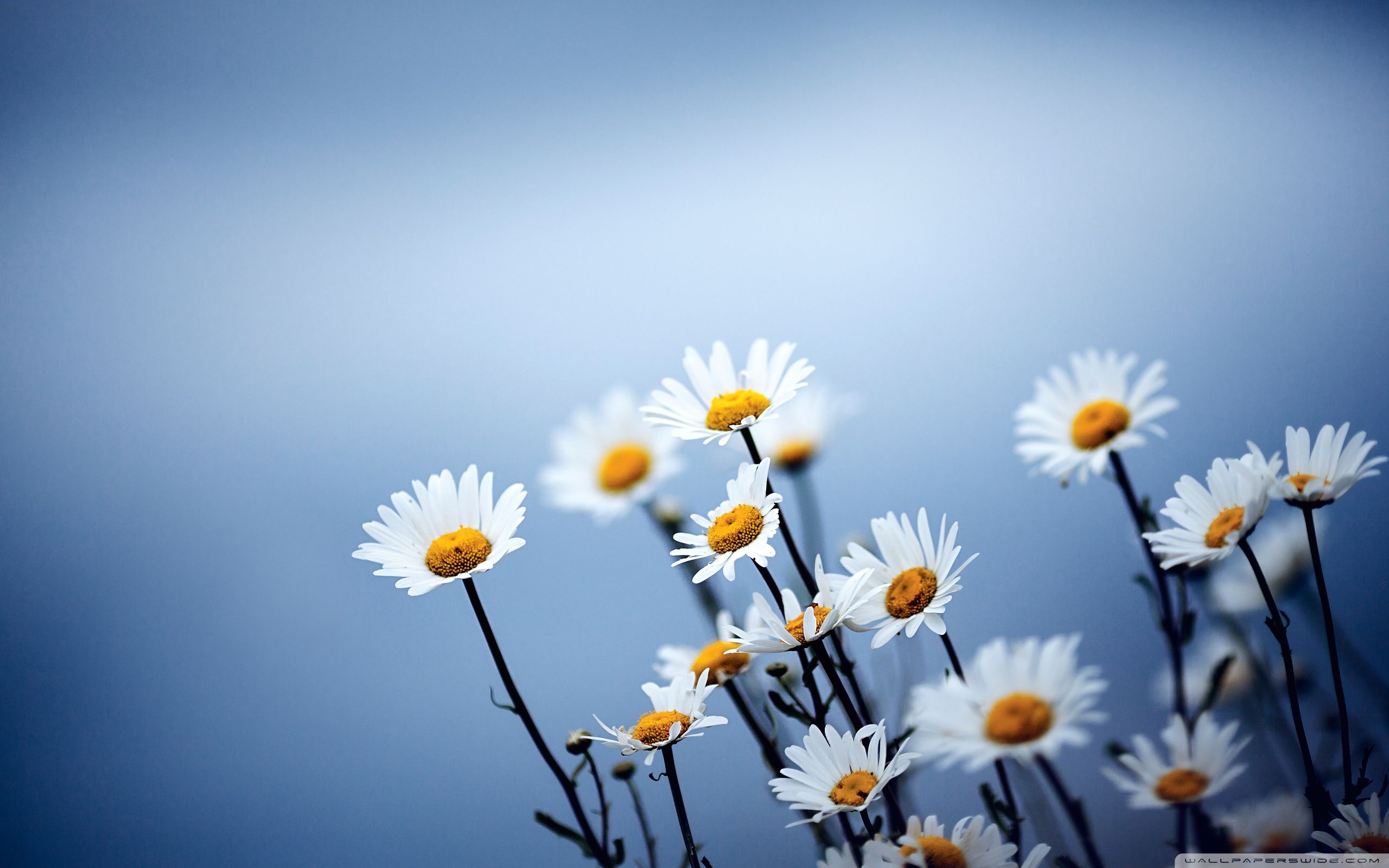 Daisies Wallpapers