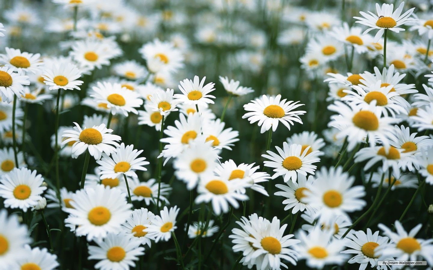 Daisies Wallpapers