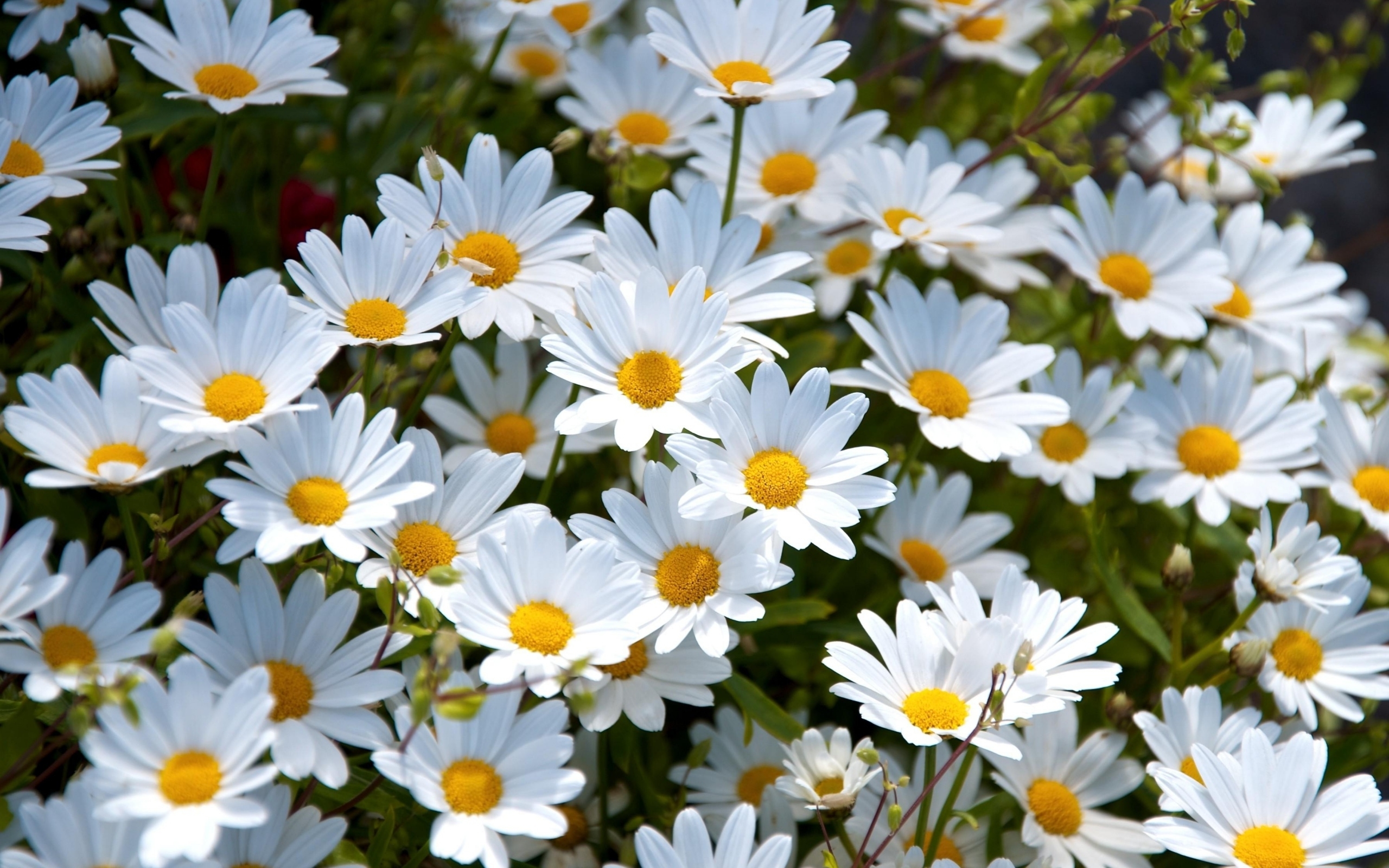 Daisies Wallpapers