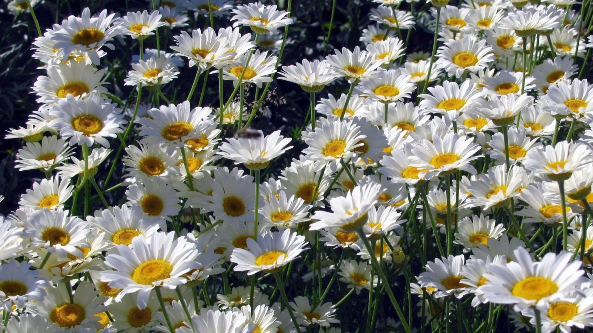 Daisies Wallpapers