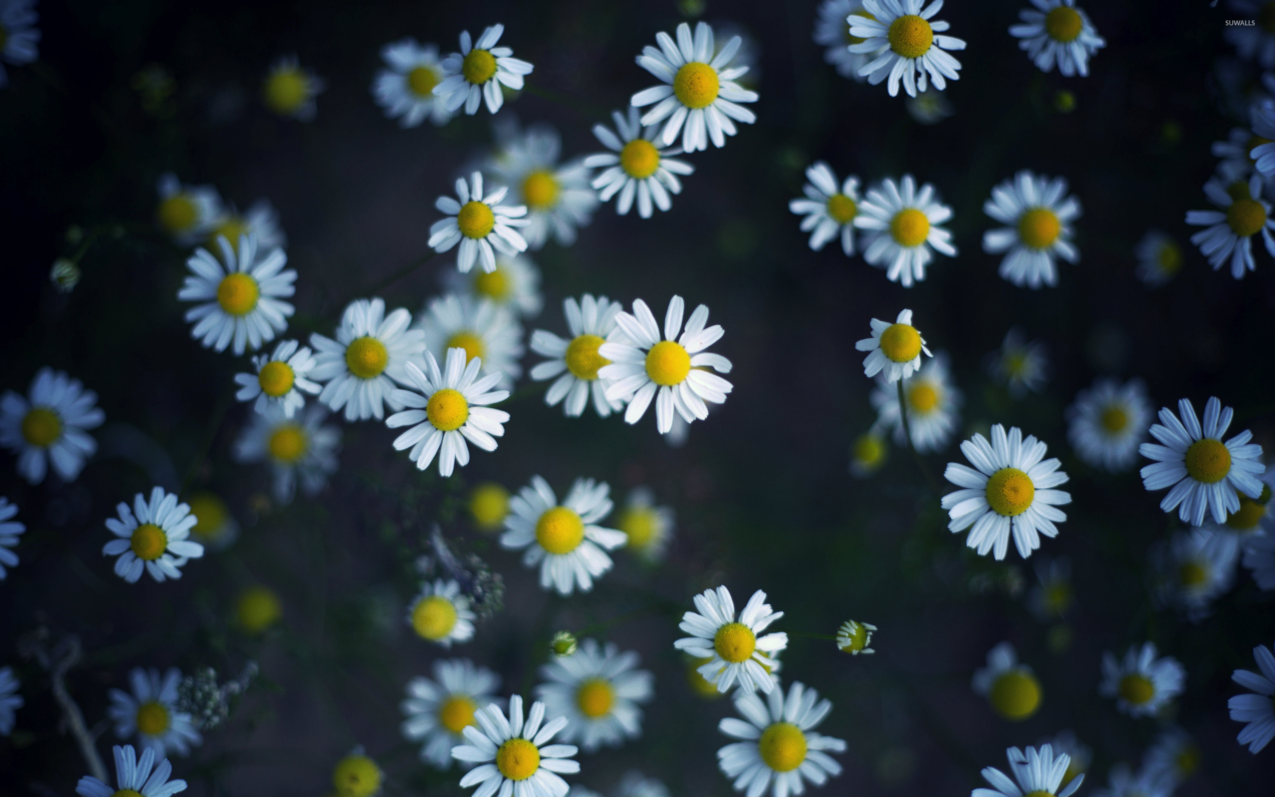 Daisies Wallpapers