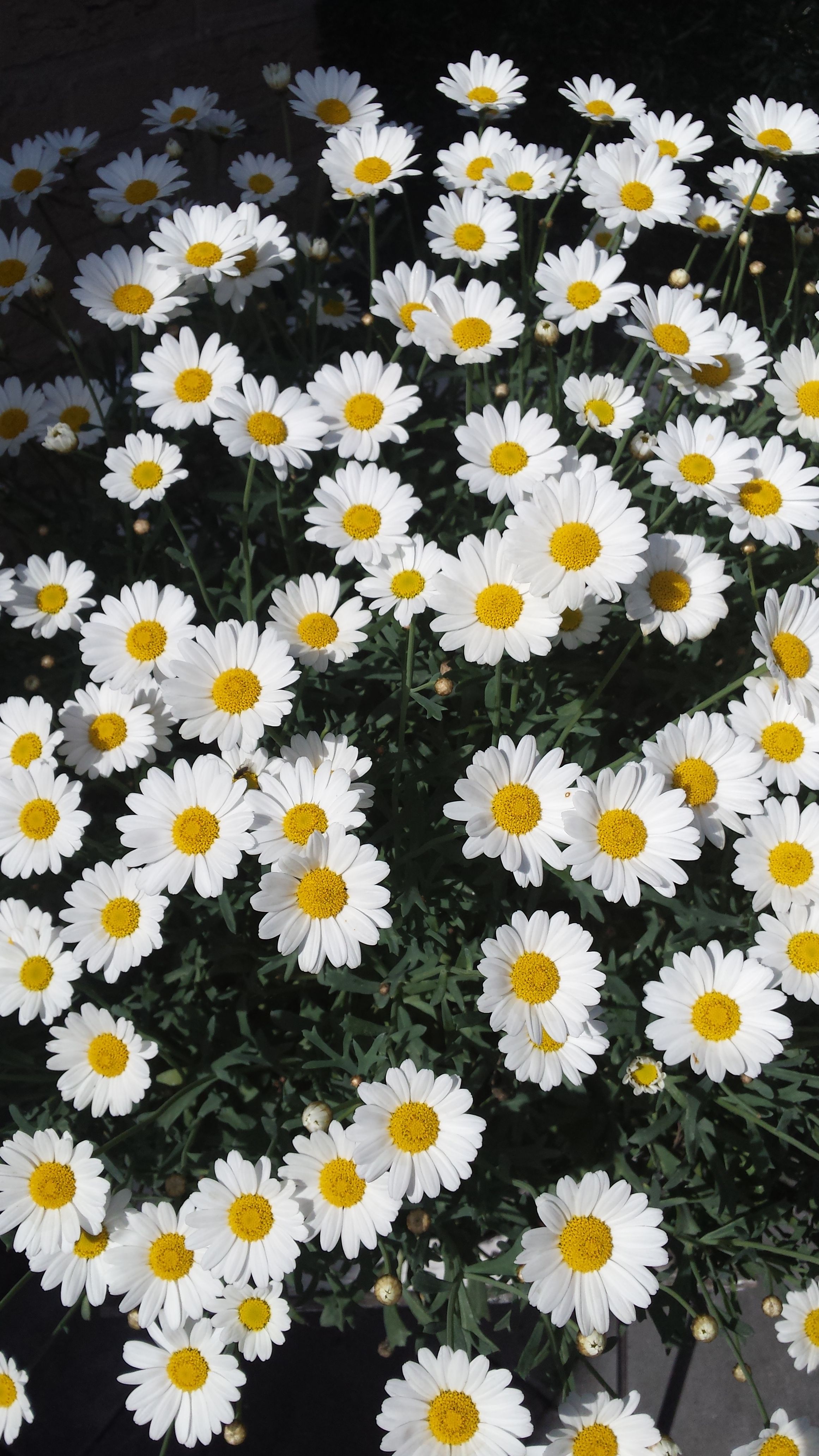 Daisies Wallpapers