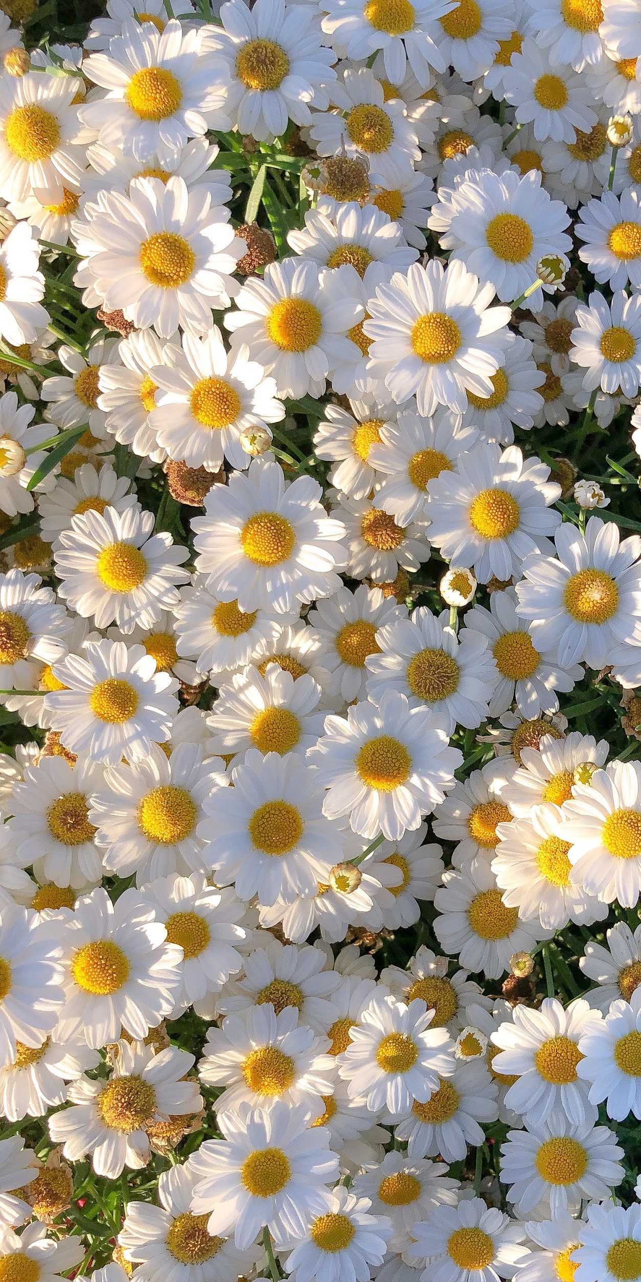 Daisies Wallpapers