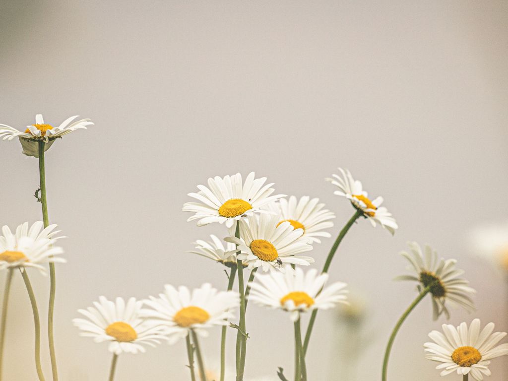 Daisies Wallpapers