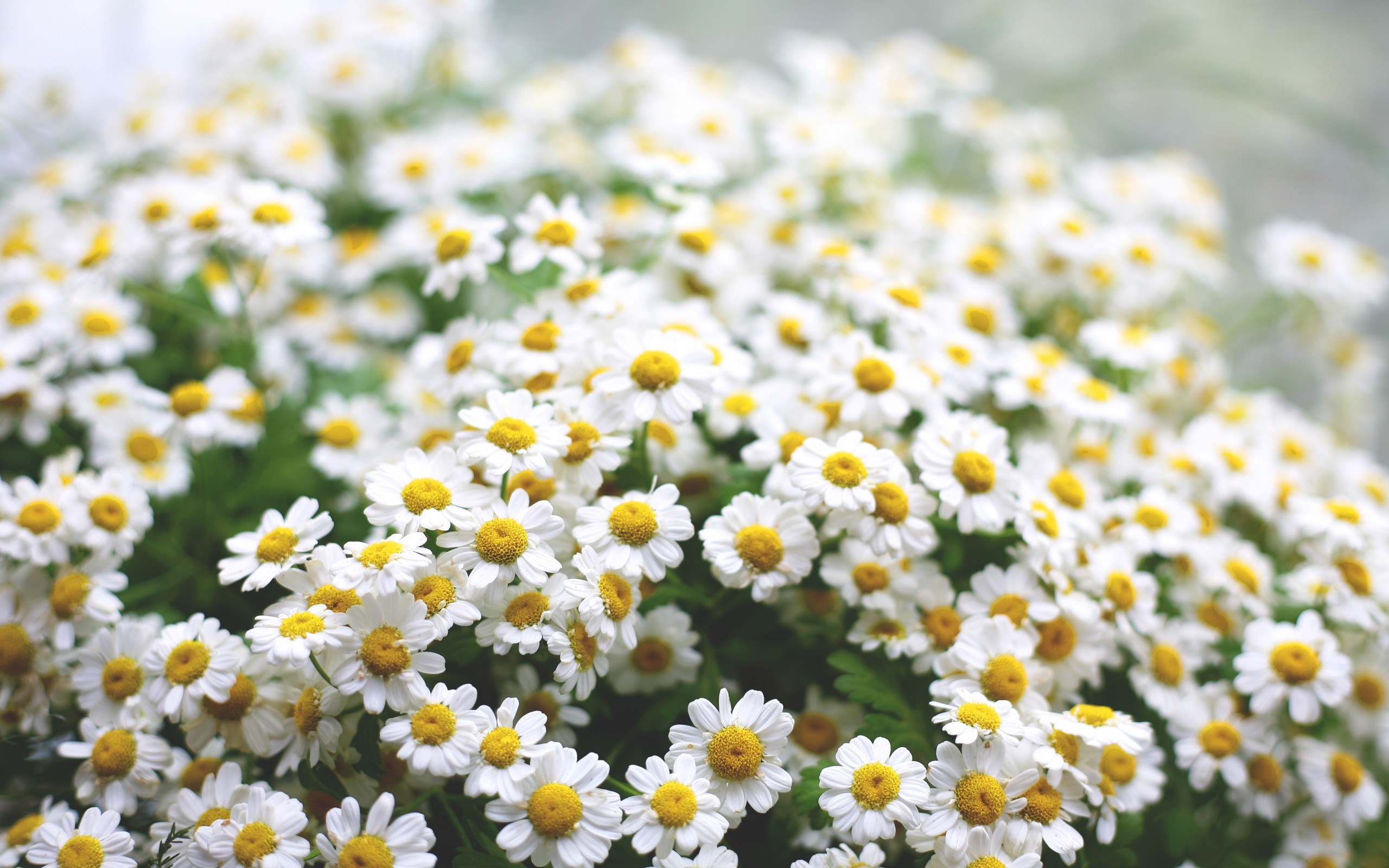 Daisies Wallpapers